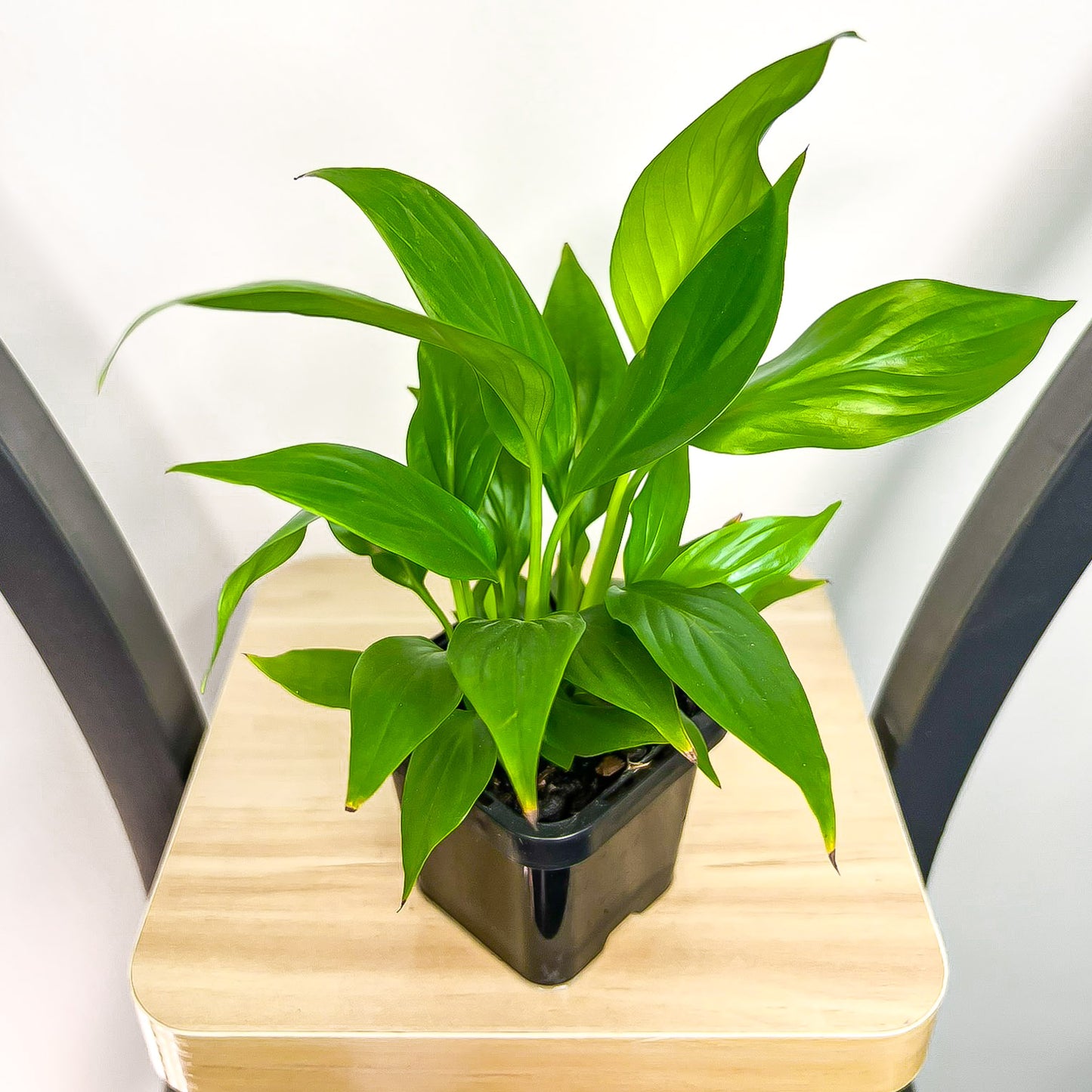 Spathiphyllum Super Petite Peace Lily | The Plant Boys