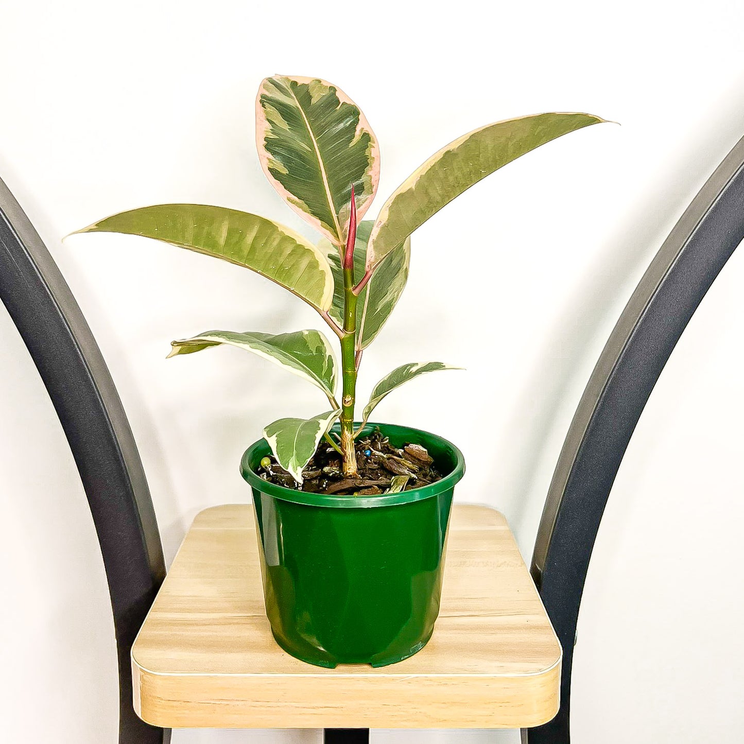 Ficus Elastica Tineke