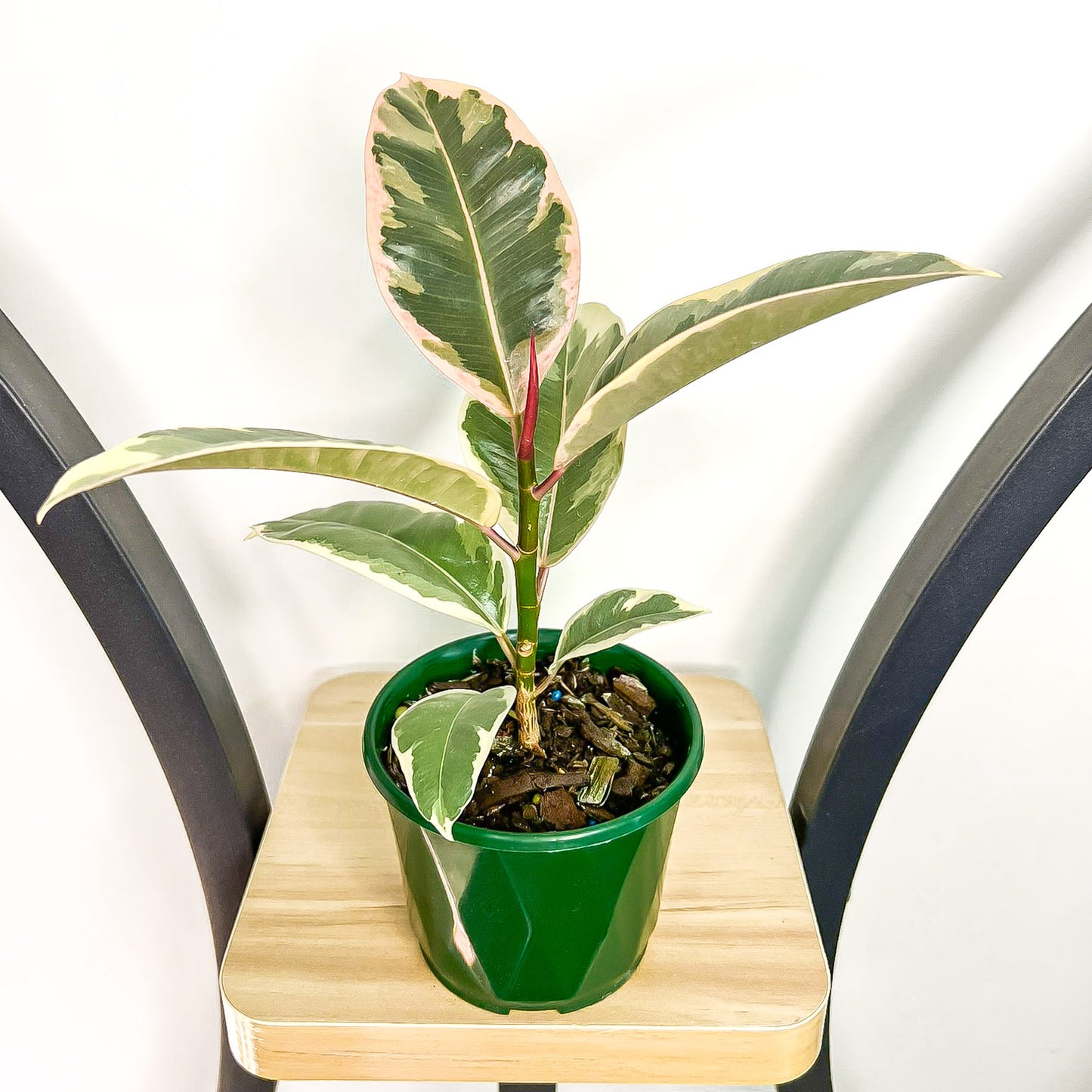 Ficus Elastica Tineke