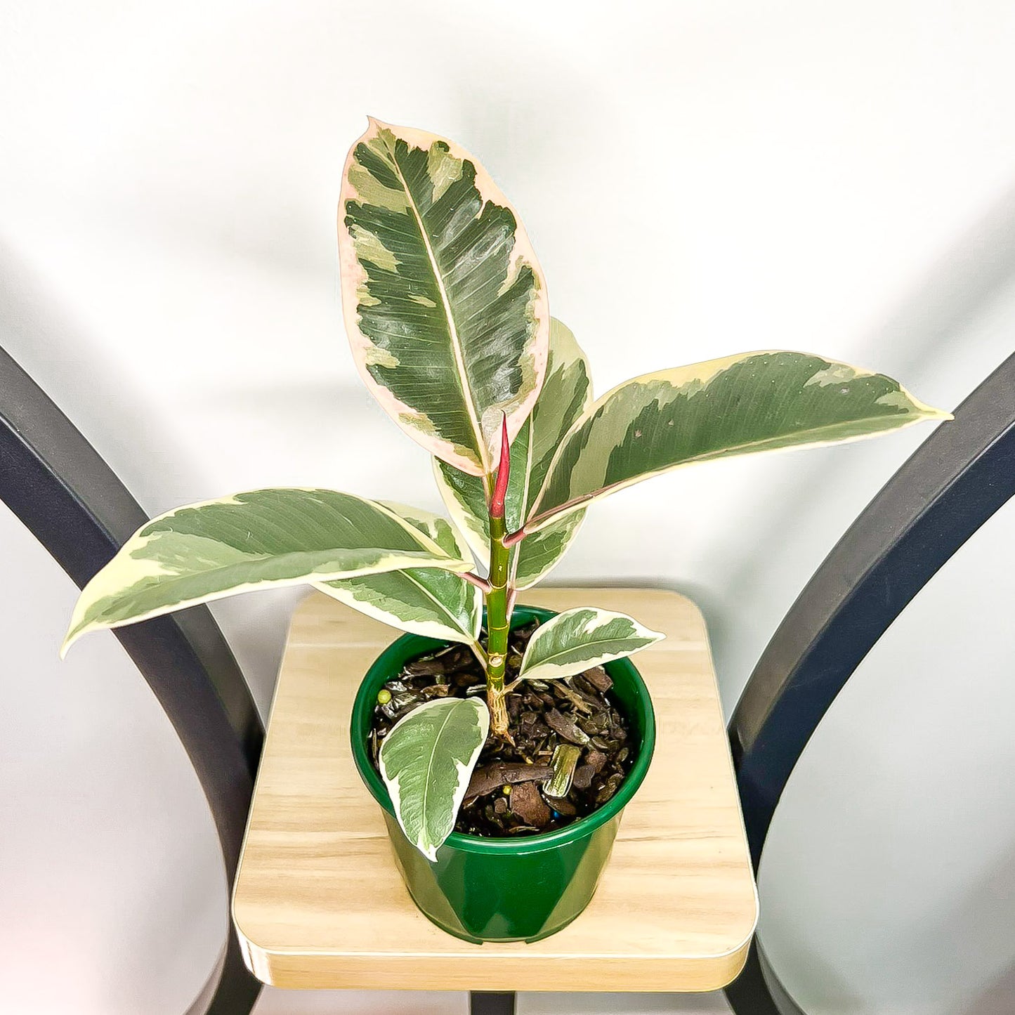 Ficus Elastica Tineke