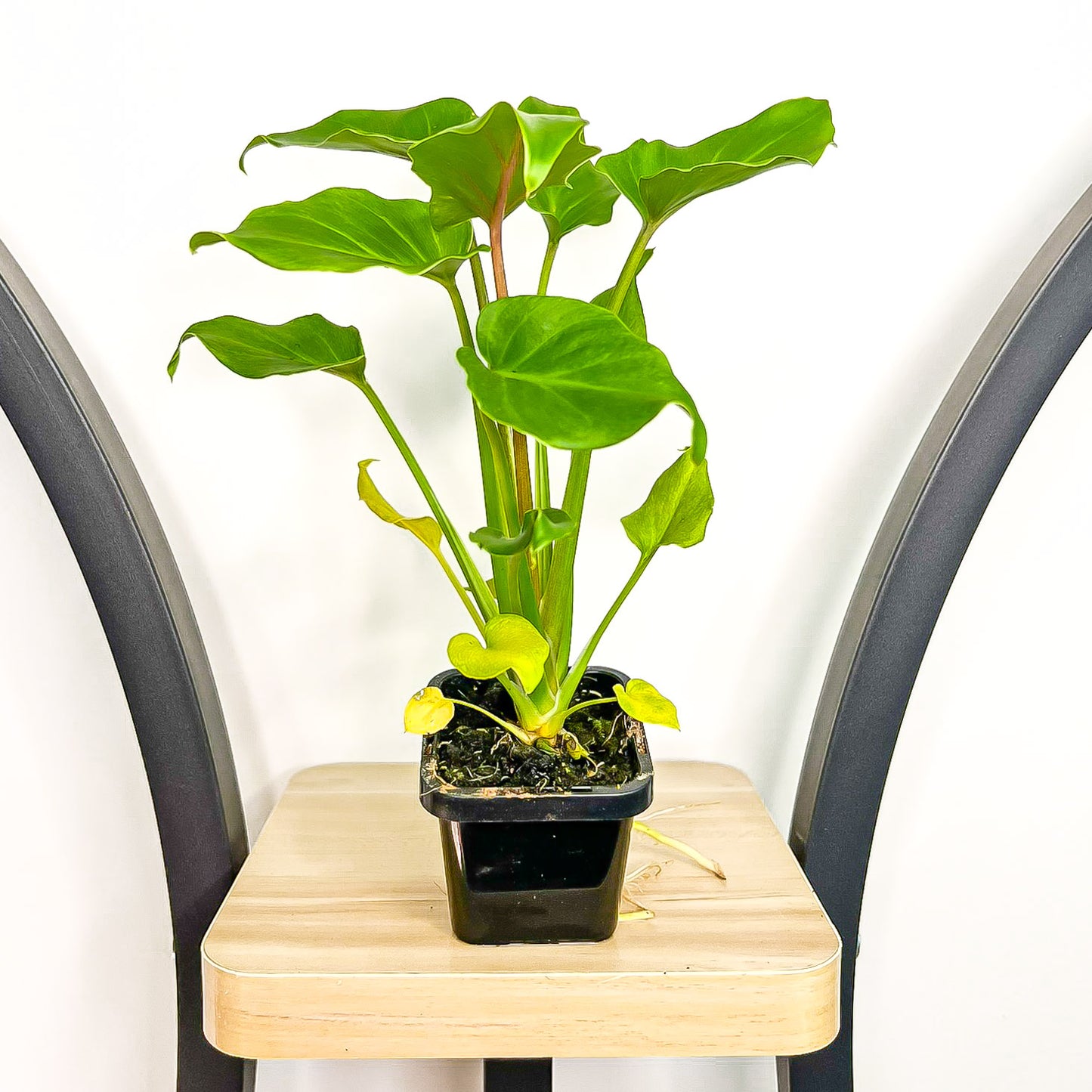 Philodendron Xanadu | The Plant Boys