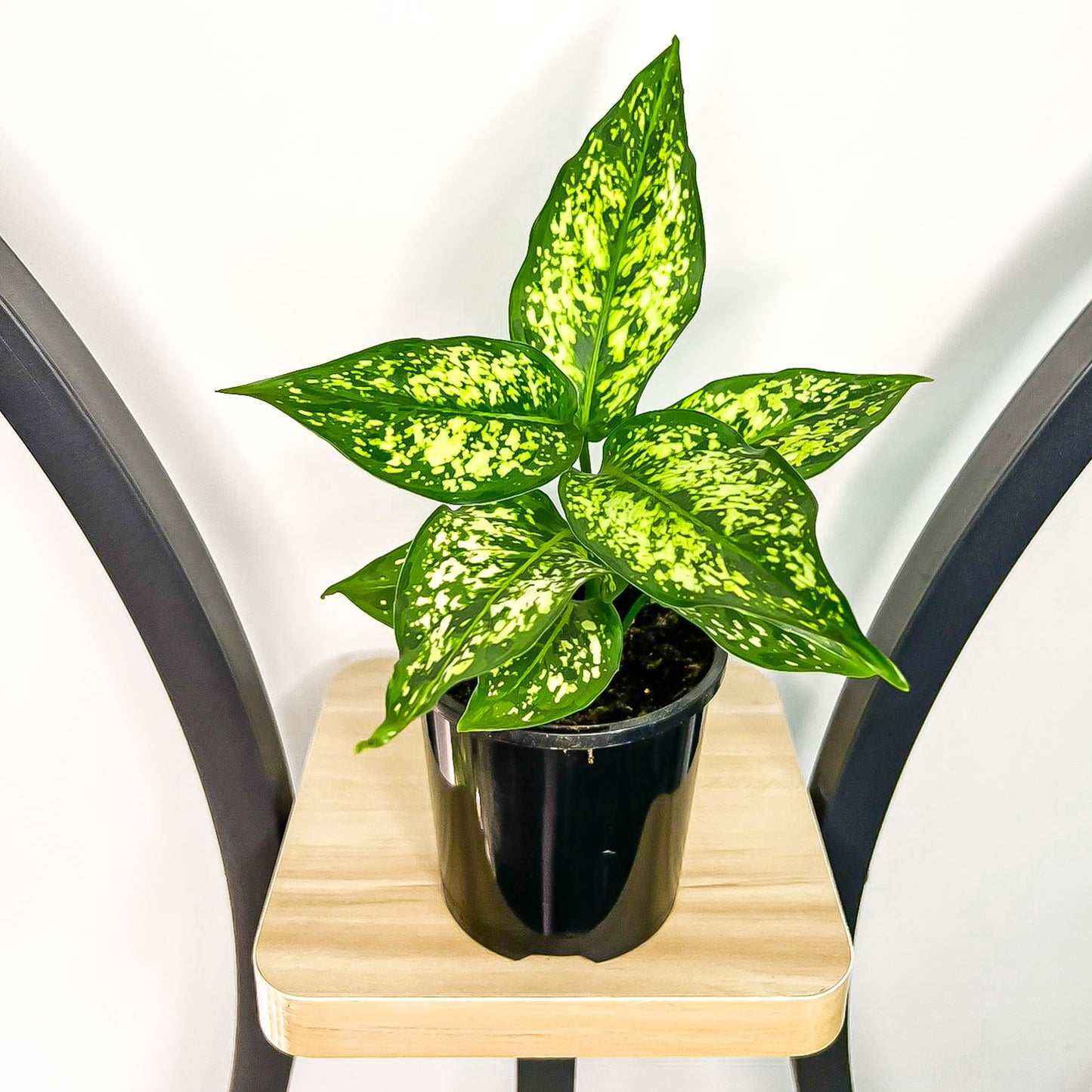 Aglaonema Thai Snowflake