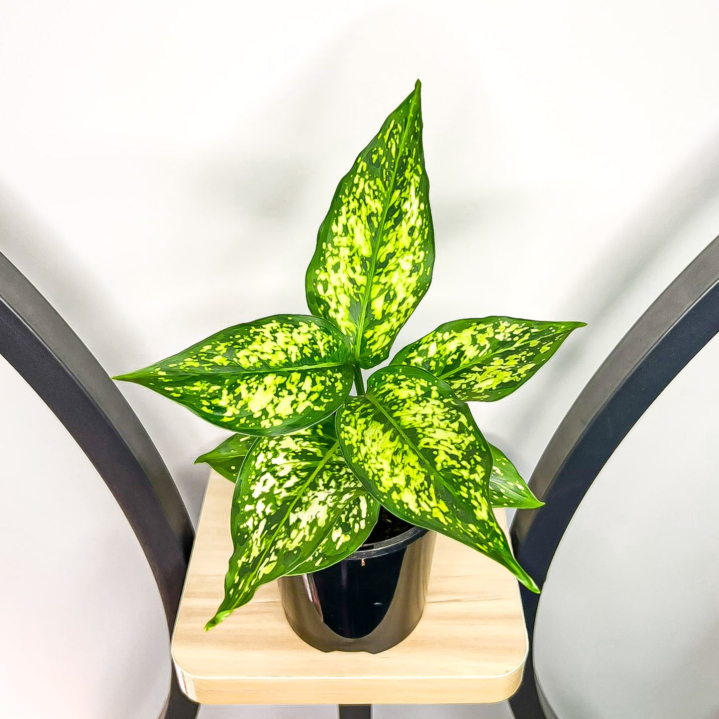 Aglaonema Thai Snowflake