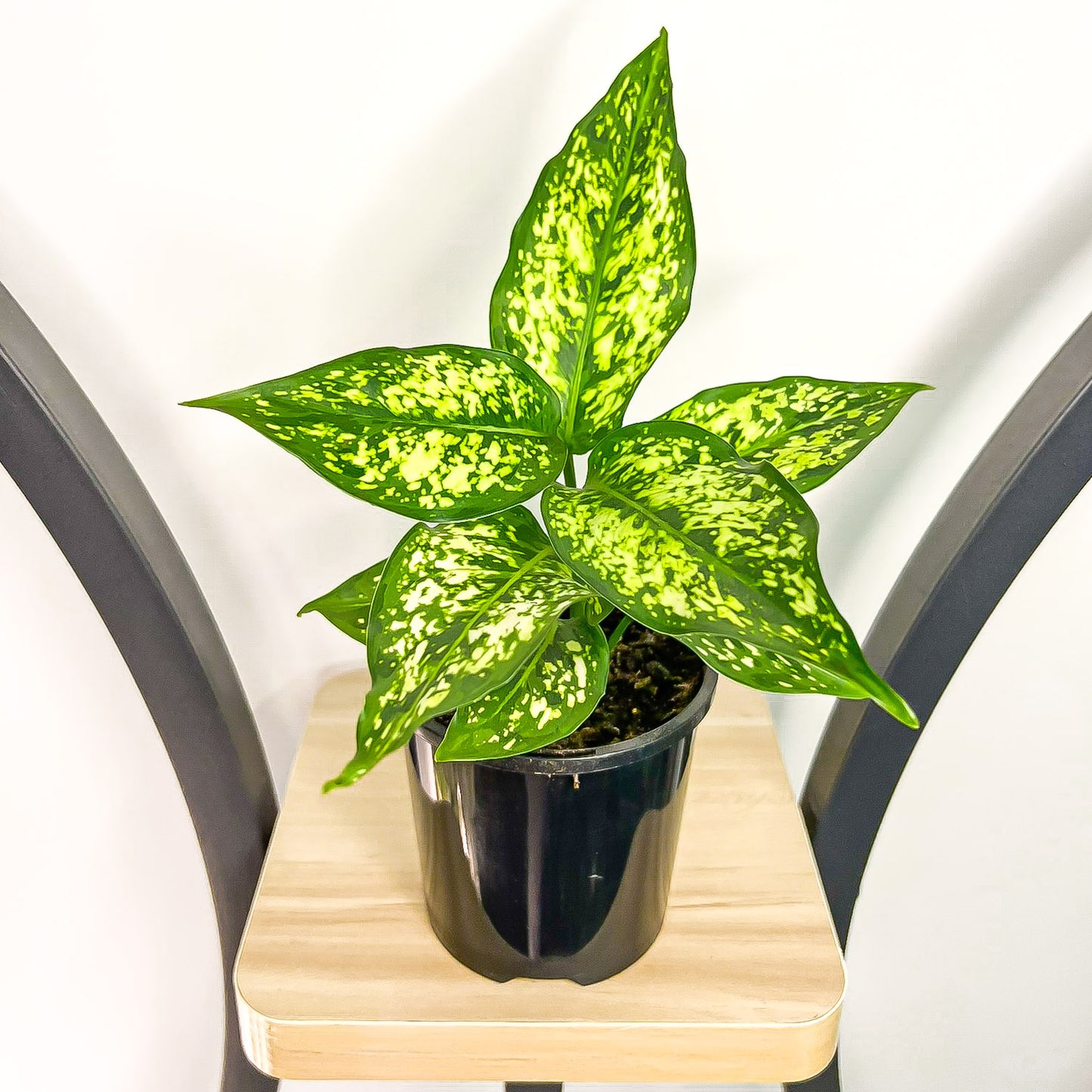 Aglaonema Thai Snowflake