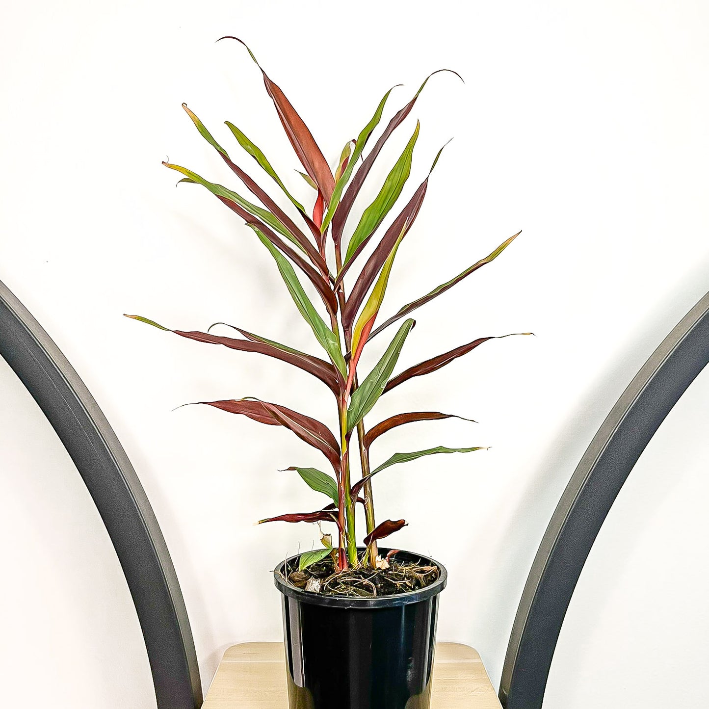 Alpinia Red Rubin