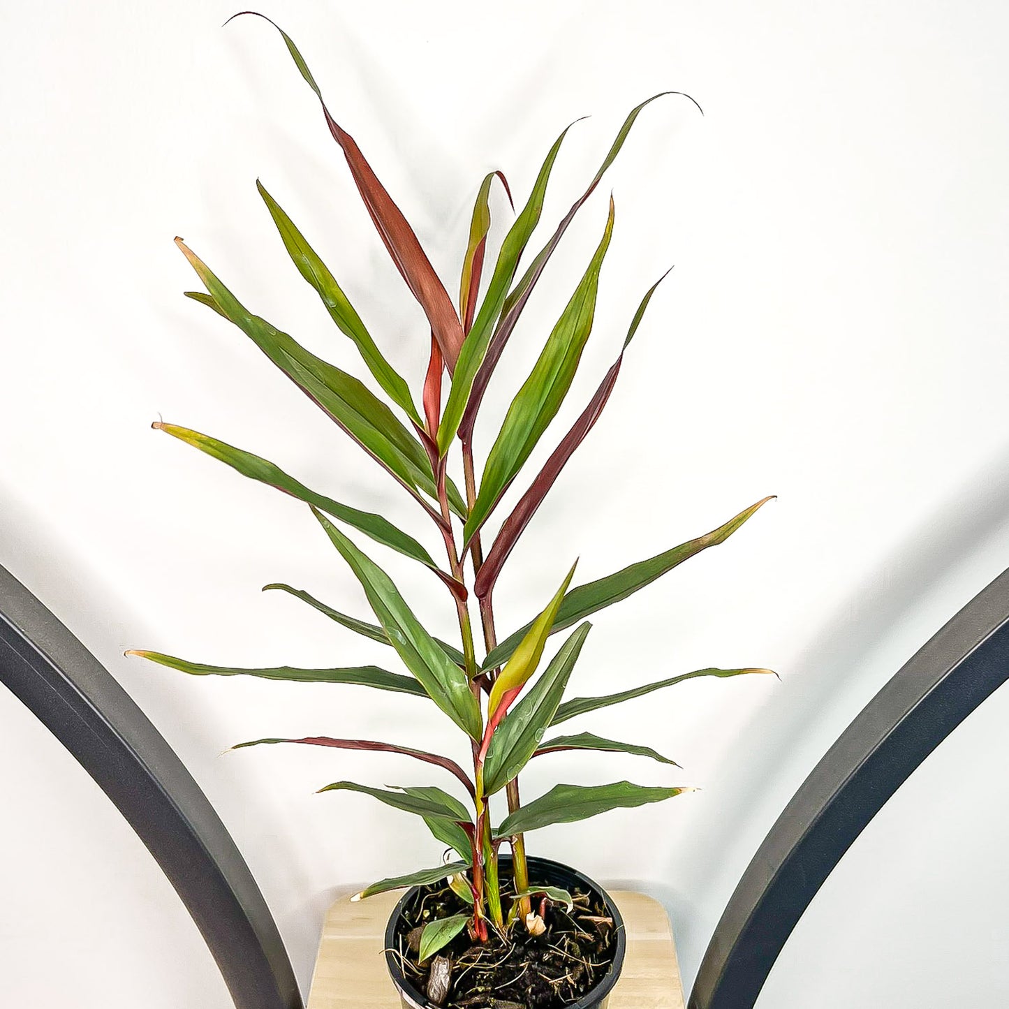 Alpinia Red Rubin