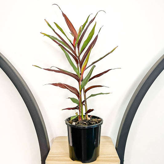 Alpinia Red Rubin