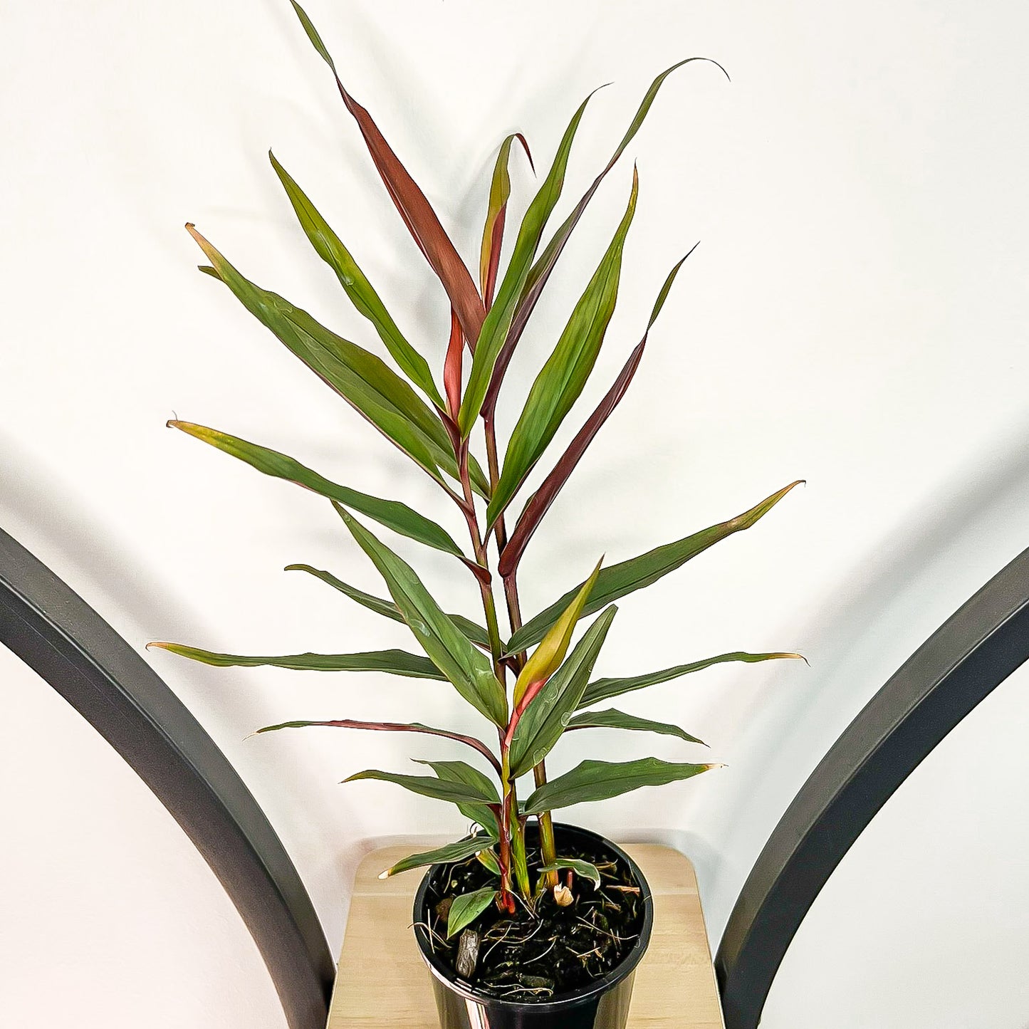 Alpinia Red Rubin