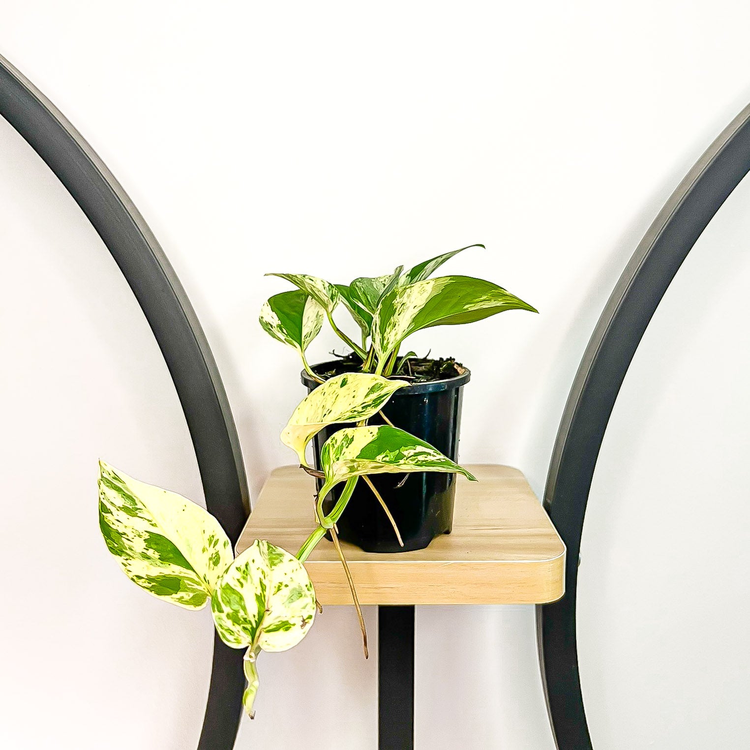 Pothos Marble Queen | The Plant Boys