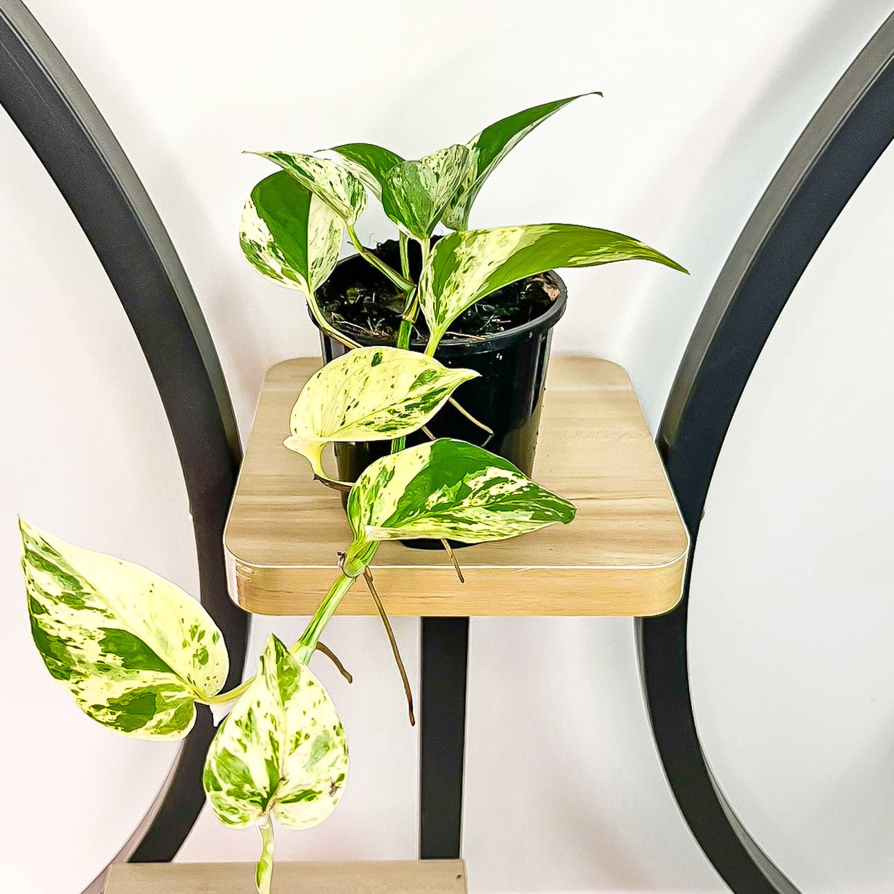 Pothos Marble Queen | The Plant Boys