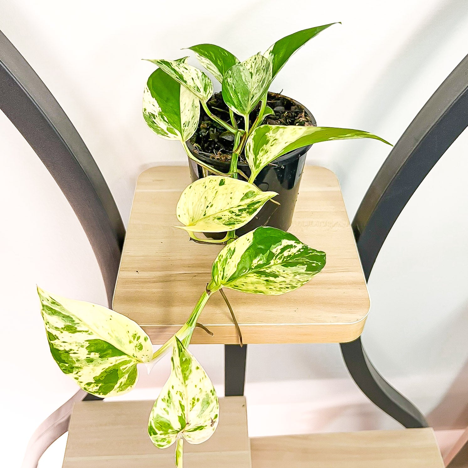 Pothos Marble Queen | The Plant Boys