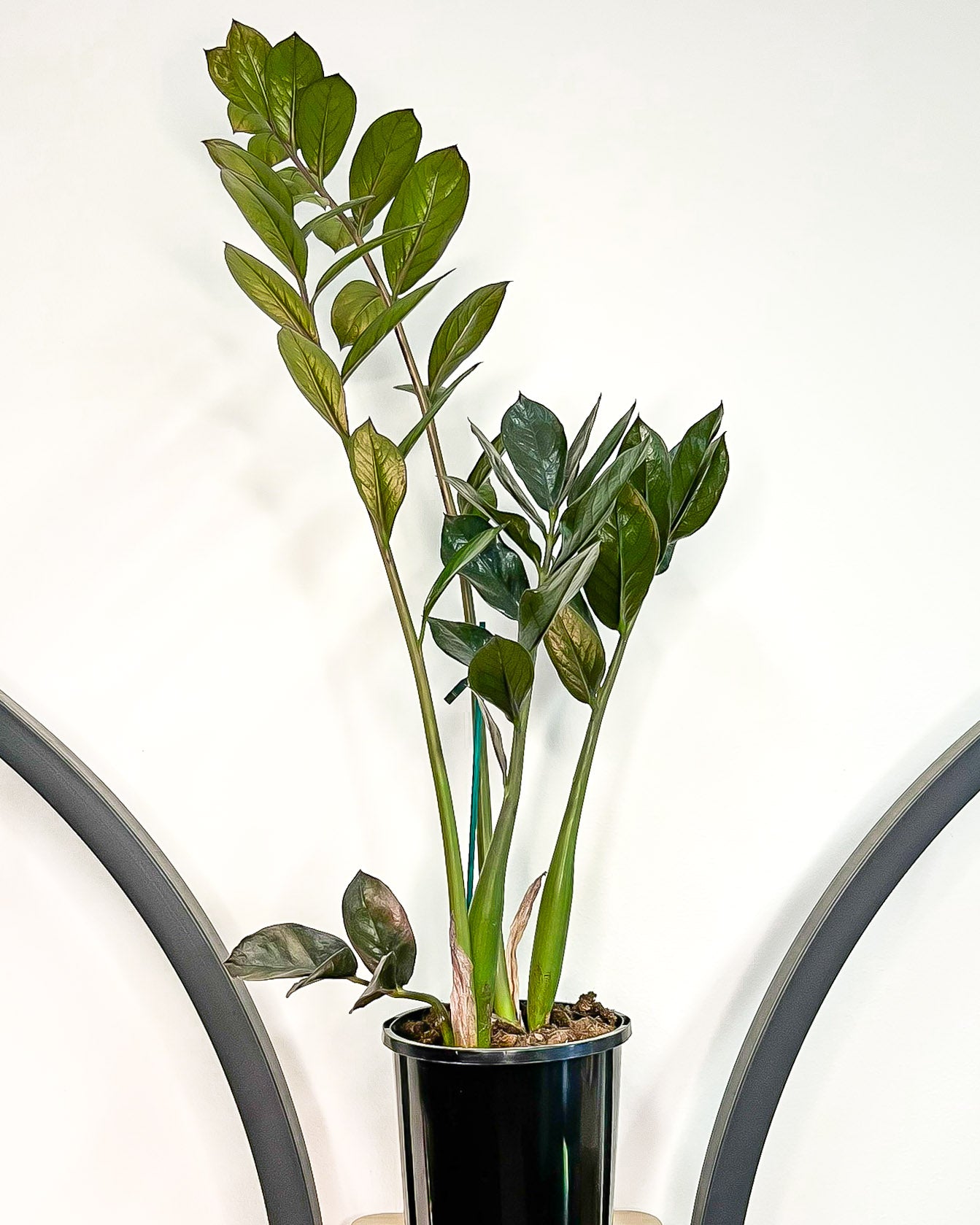 jungle warrior zz plant Zanzibar Jungle Warrior (Large) – The Plant Boys