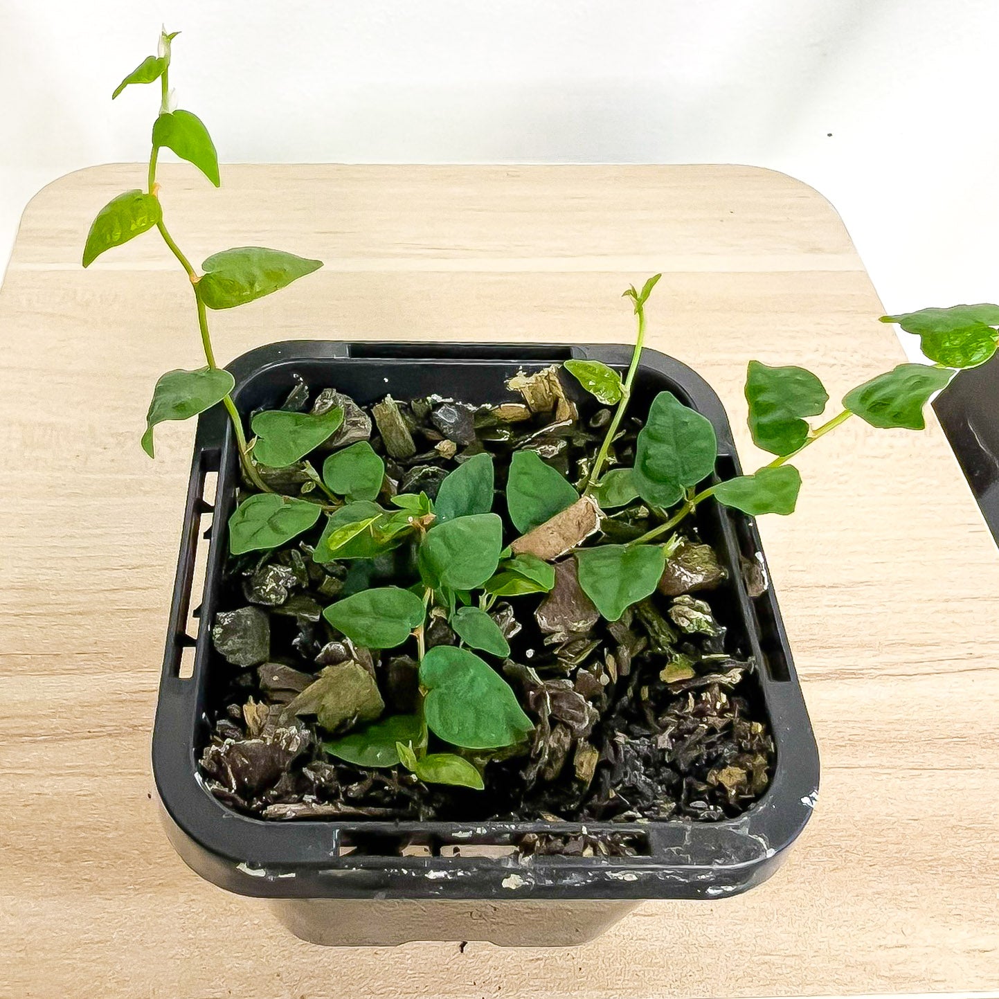 Ficus Pumila Minima Creeping Fig