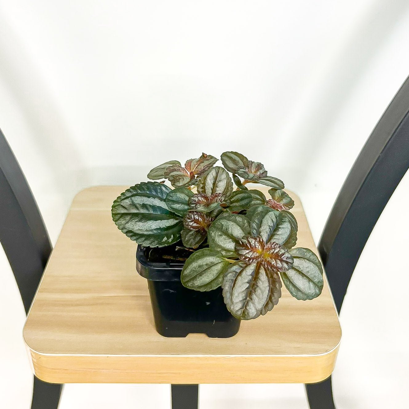 Pilea Norfolk | The Plant Boys