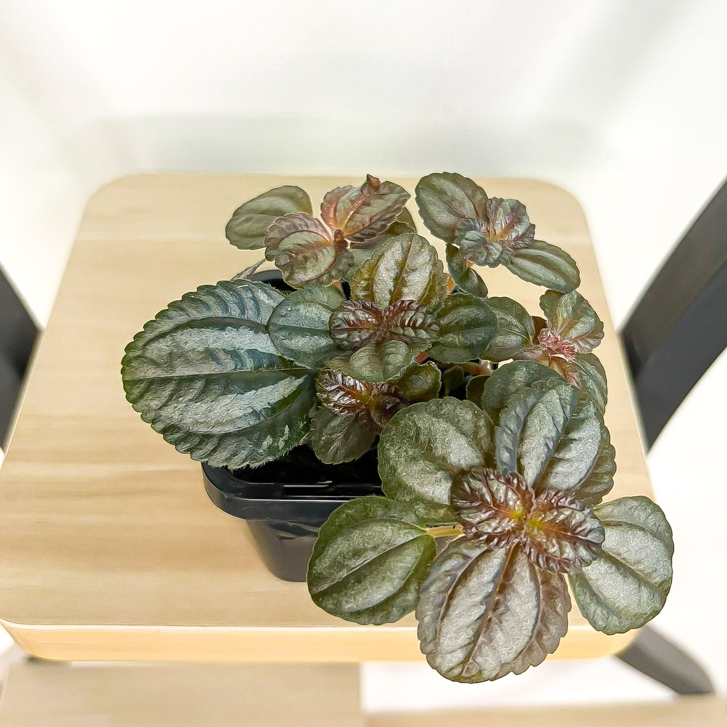 Pilea Norfolk | The Plant Boys