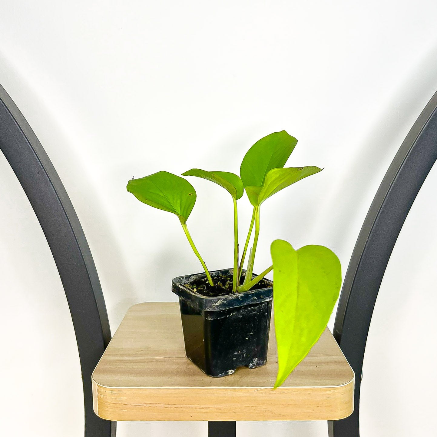 Pothos Goldilocks