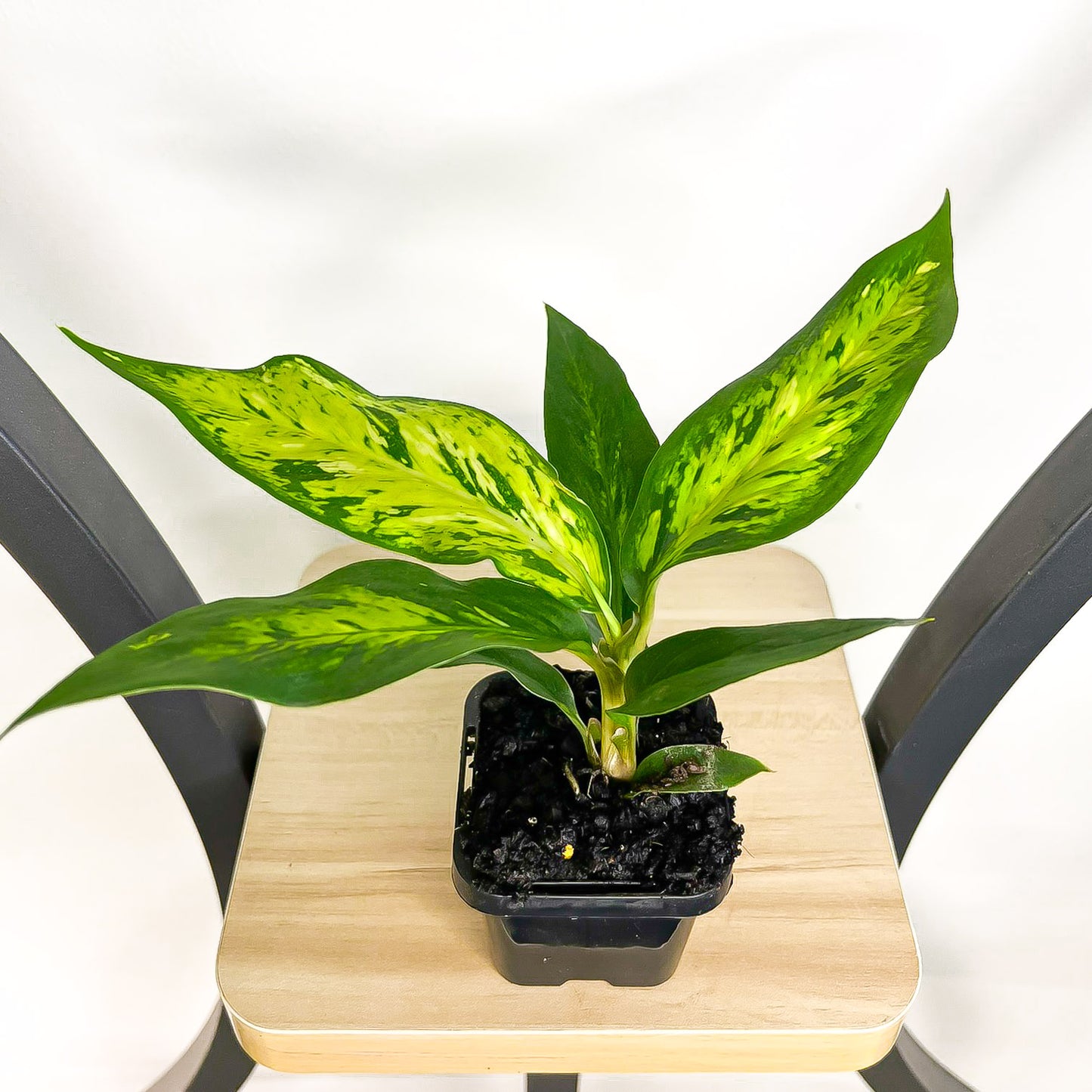 Dieffenbachia Star Bright