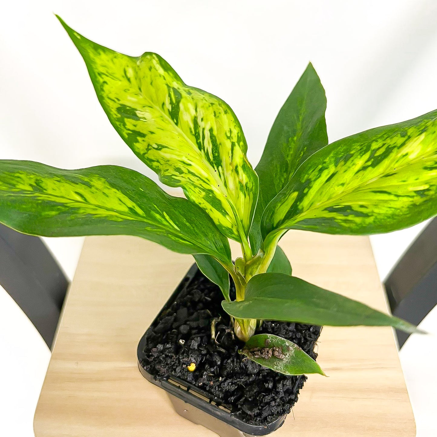 Dieffenbachia Star Bright