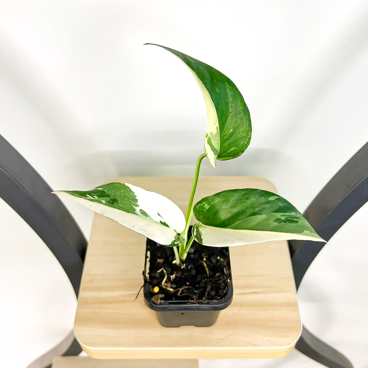 Epipremnum Pinnatum Variegated Dragon Tail Pothos