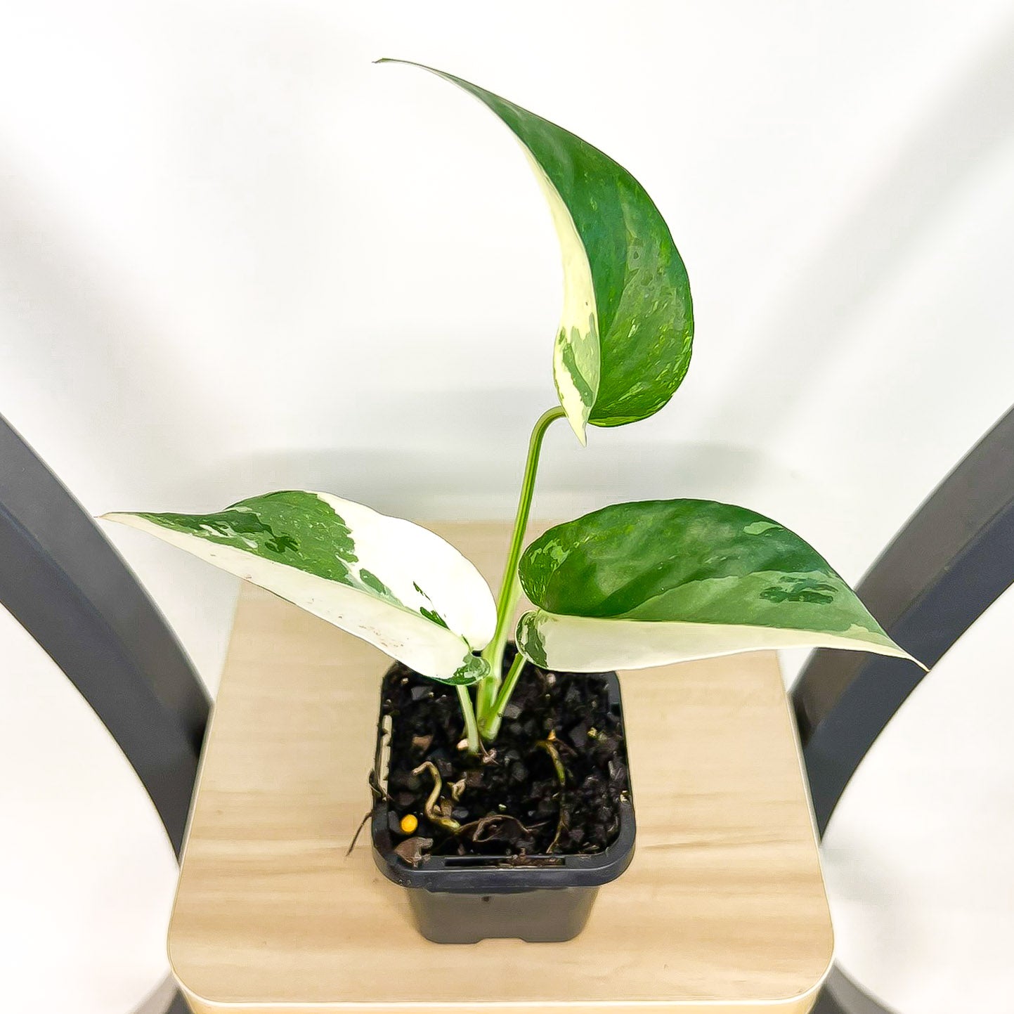 Epipremnum Pinnatum Variegated Dragon Tail Pothos