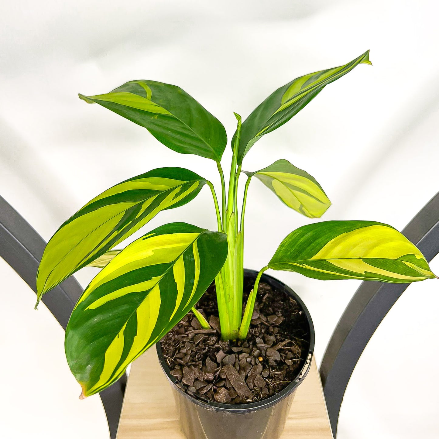 Ctenanthe Golden Mosaic