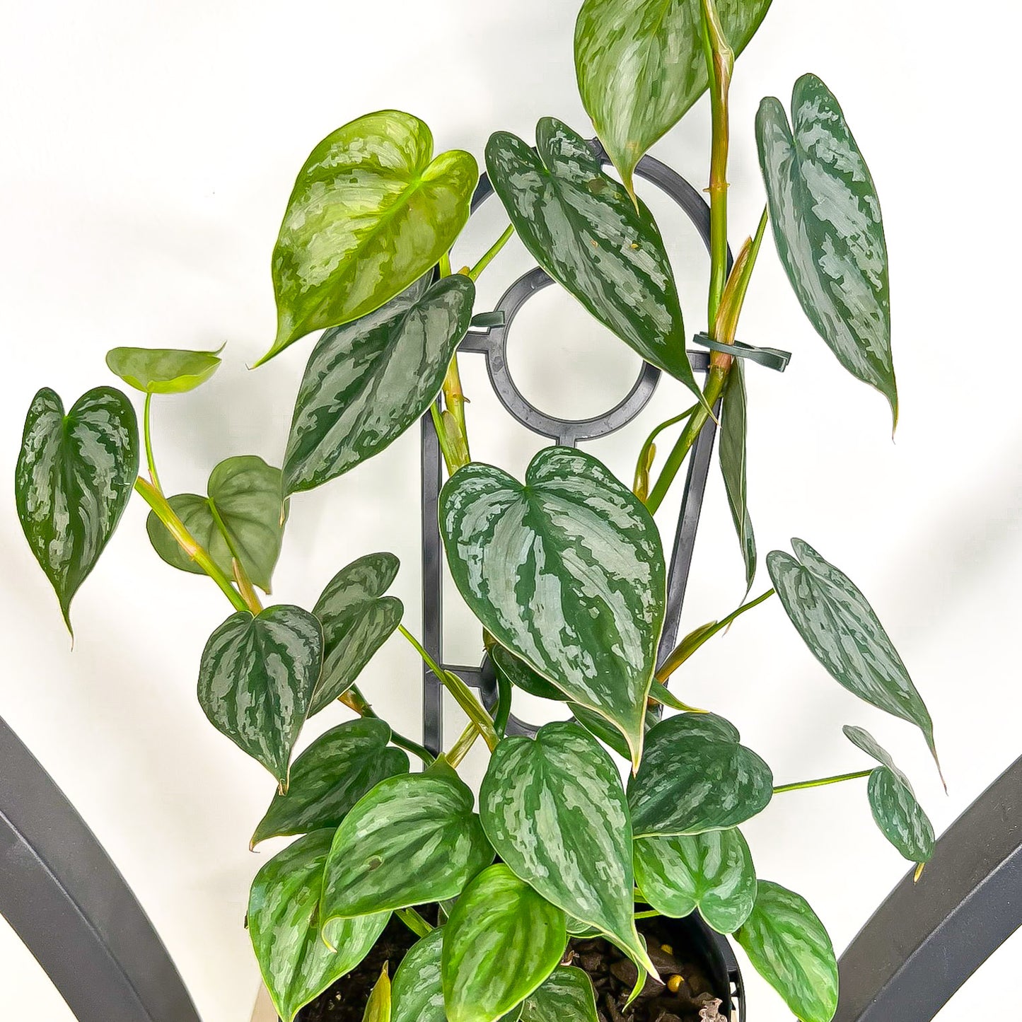 Philodendron Brandtianum