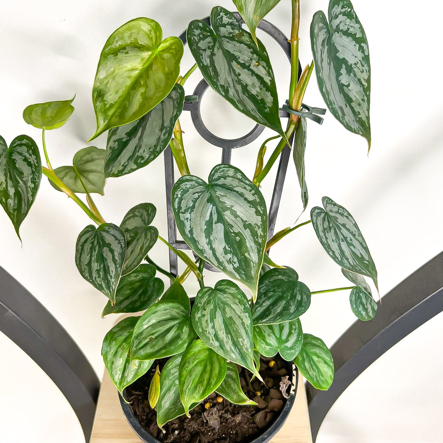 Philodendron Brandtianum