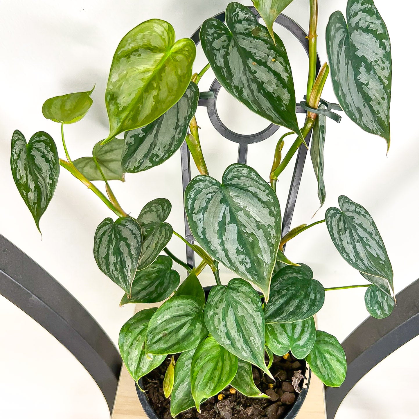 Philodendron Brandtianum