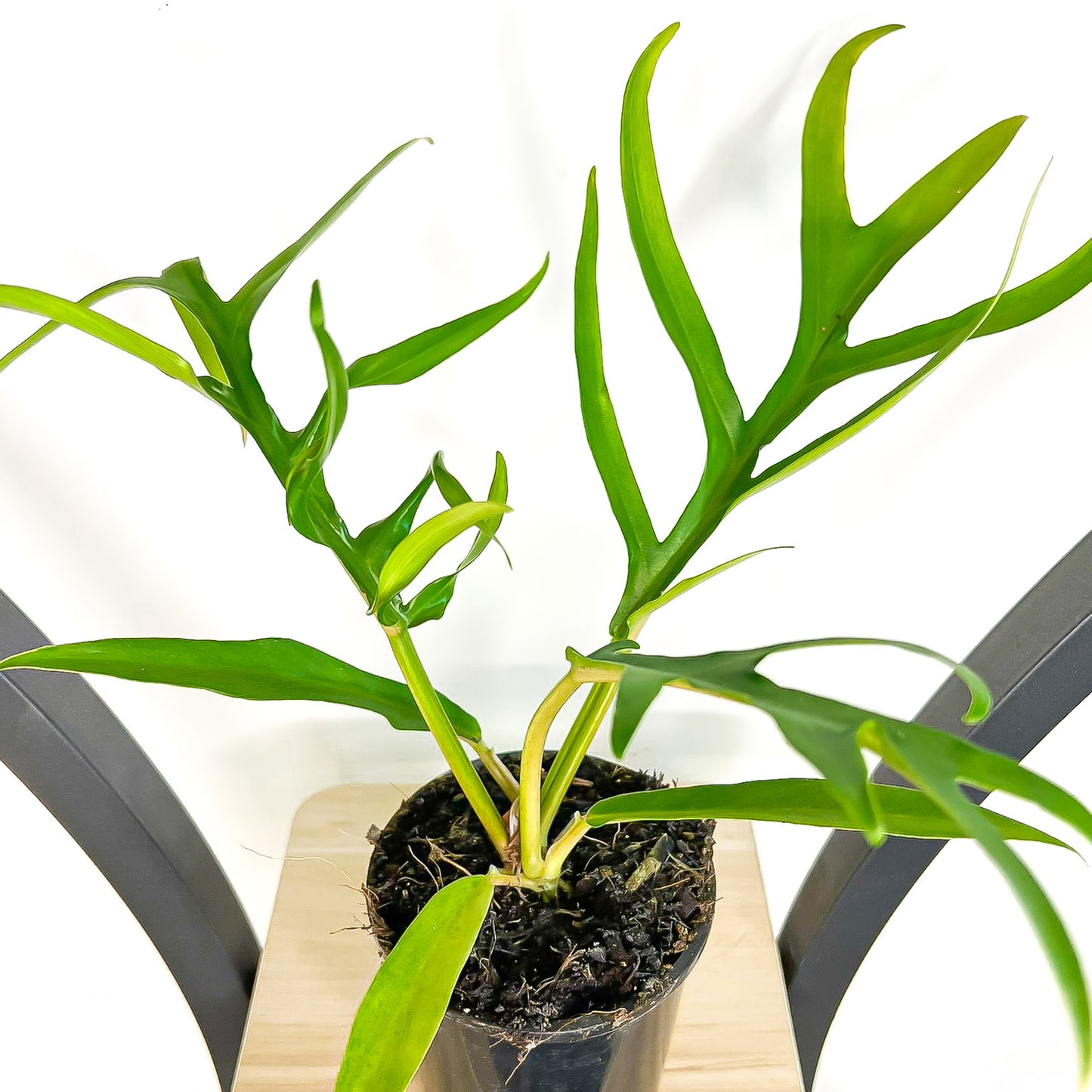 Philodendron Tortum