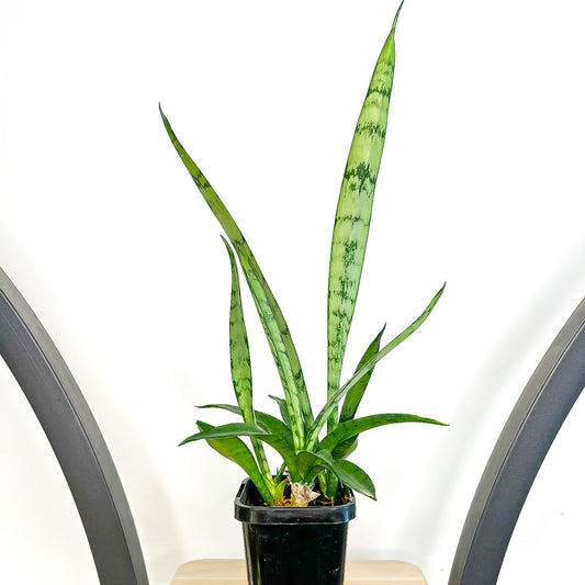 Sansevieria Silver Princess