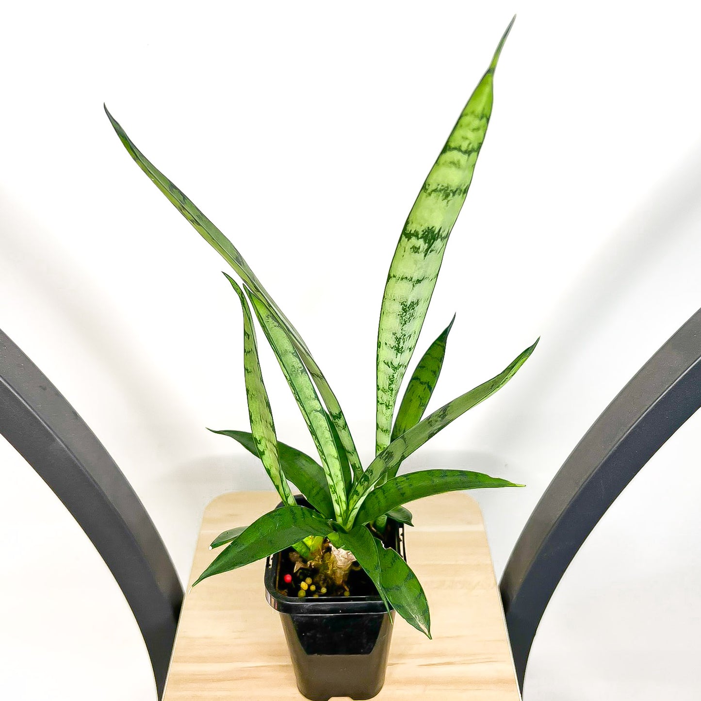 Sansevieria Silver Princess