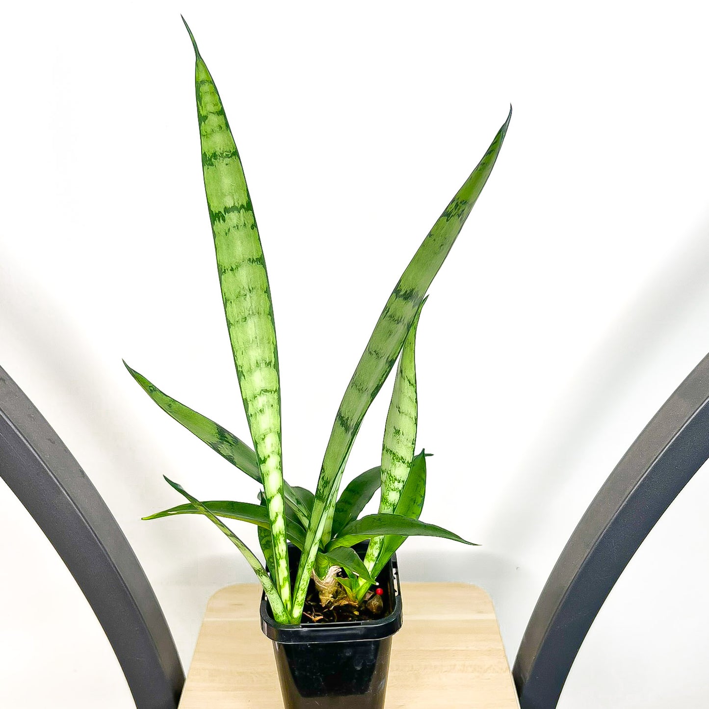 Sansevieria Silver Princess