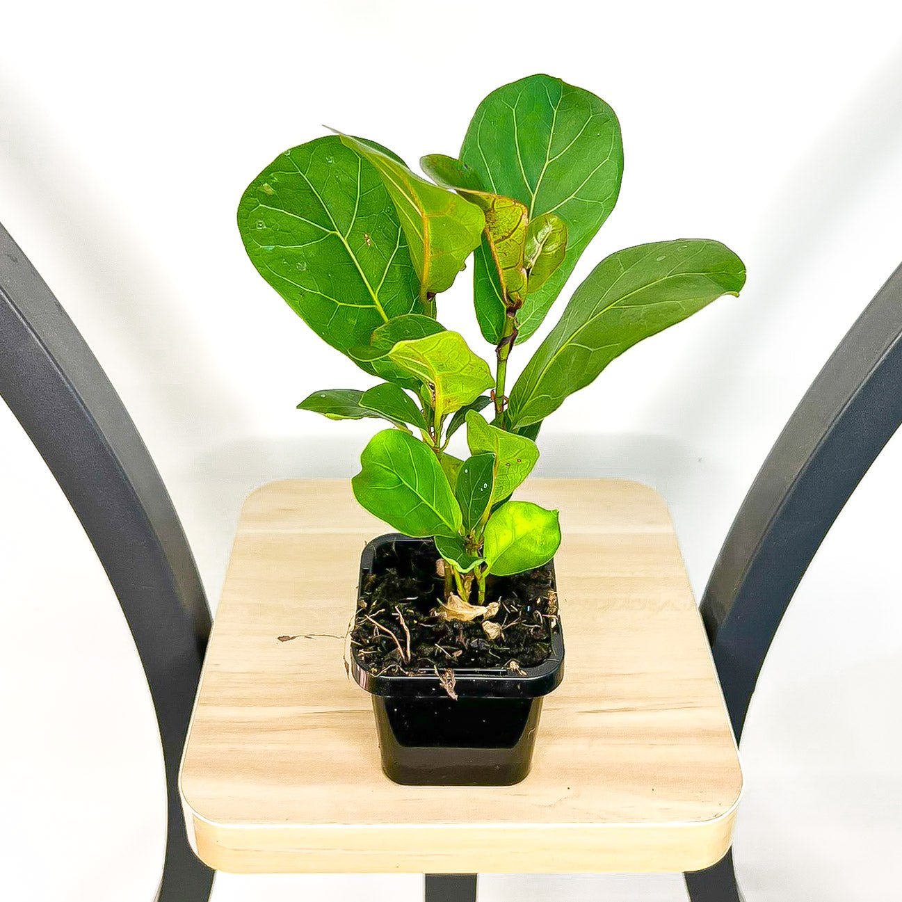 Ficus Lyrata Bambino Dwarf Fiddle Leaf Fig | The Plant Boys