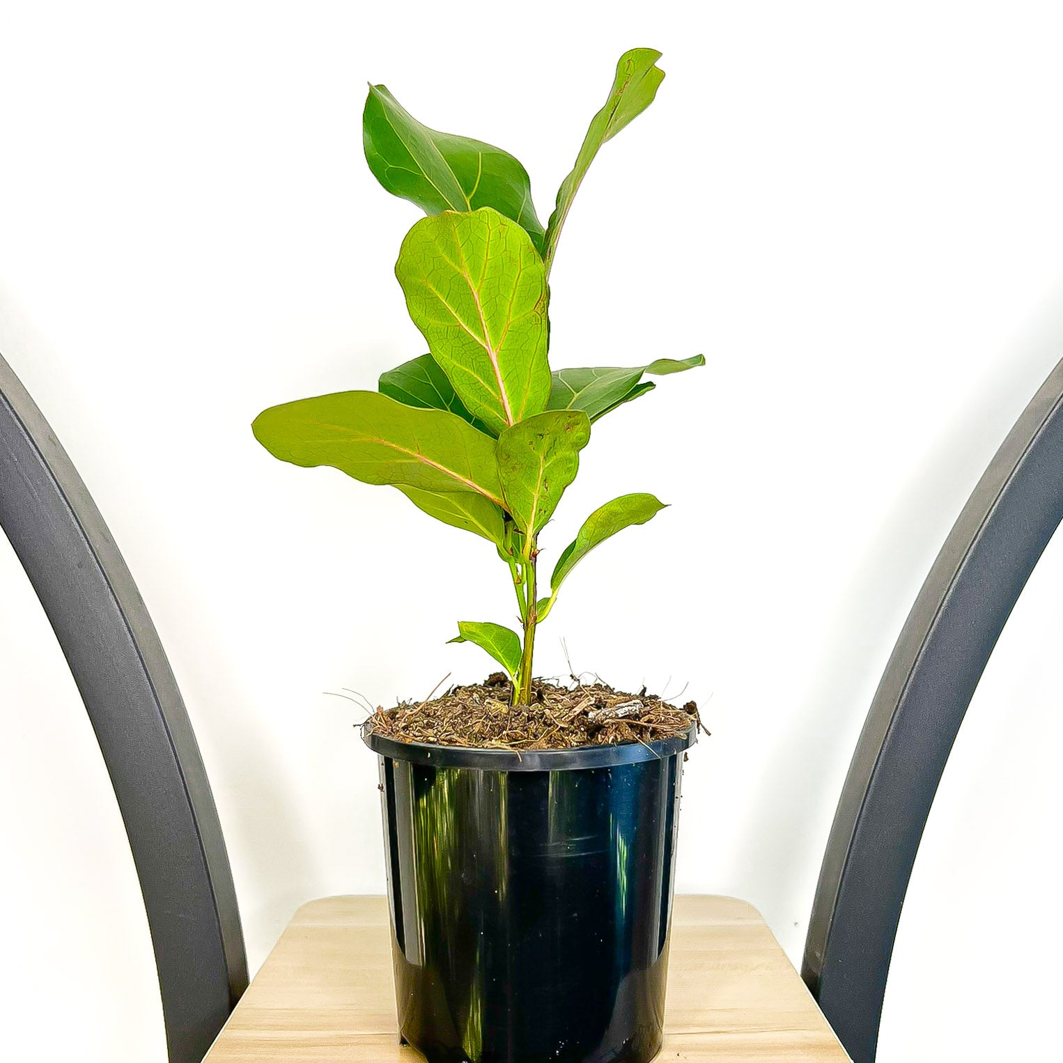 Ficus Lyrata Bambino Dwarf Fiddle Leaf Fig | The Plant Boys