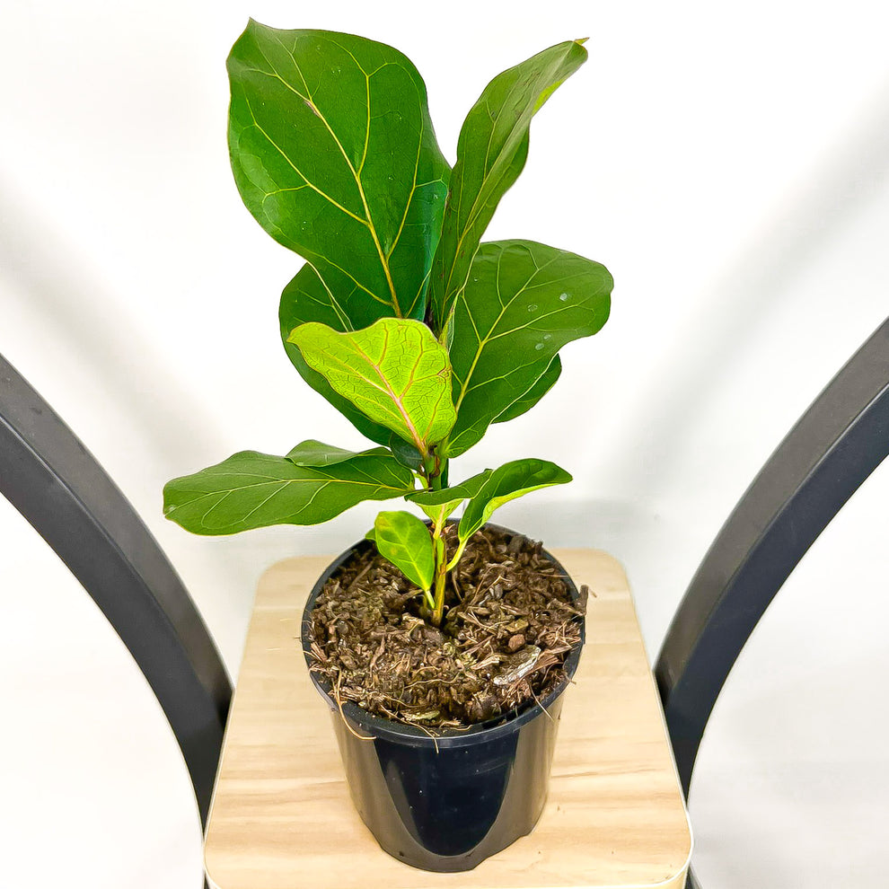 Ficus Lyrata Bambino Dwarf Fiddle Leaf Fig – The Plant Boys