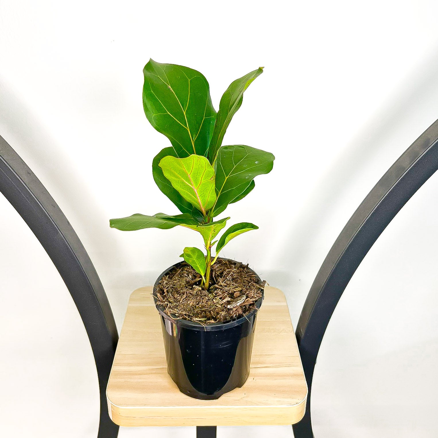 Ficus Lyrata Bambino Dwarf Fiddle Leaf Fig | The Plant Boys