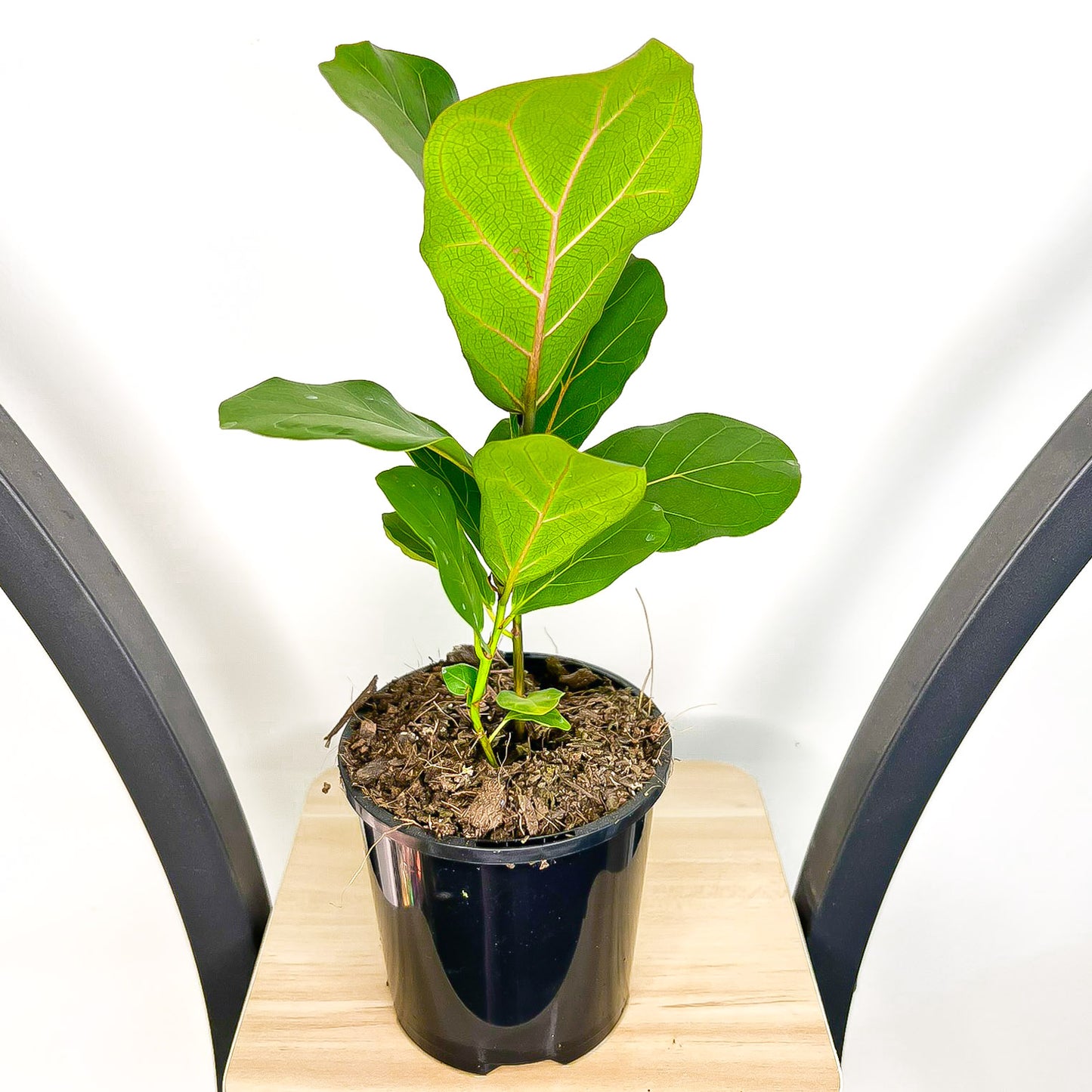 Ficus Lyrata Bambino Dwarf Fiddle Leaf Fig | The Plant Boys