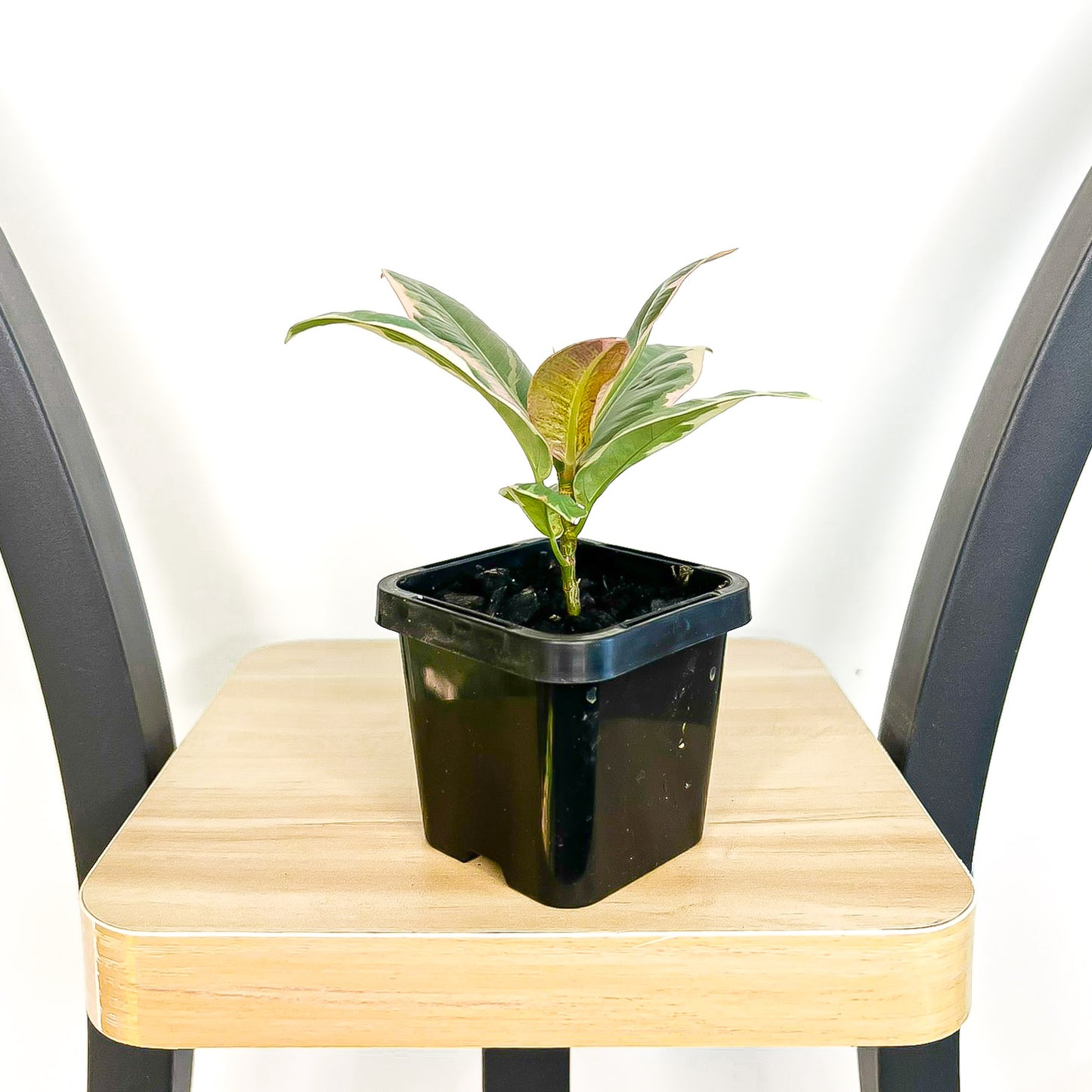 Ficus Elastica Tineke | The Plant Boys