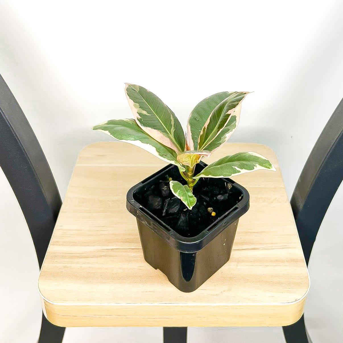 Ficus Elastica Tineke | The Plant Boys