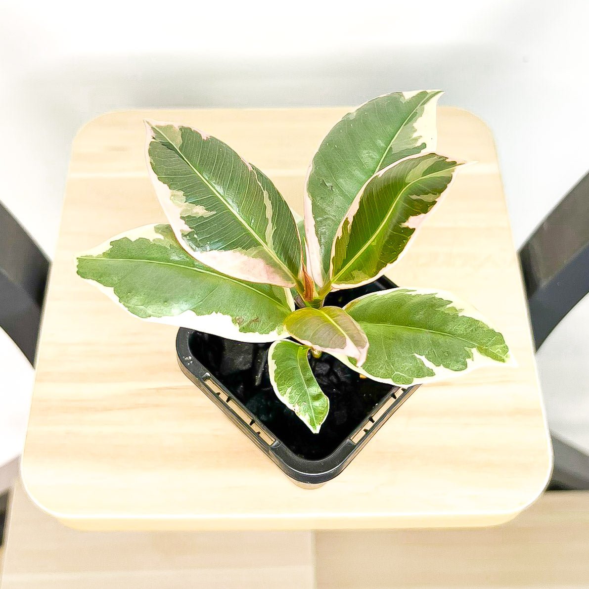 Ficus Elastica Tineke | The Plant Boys