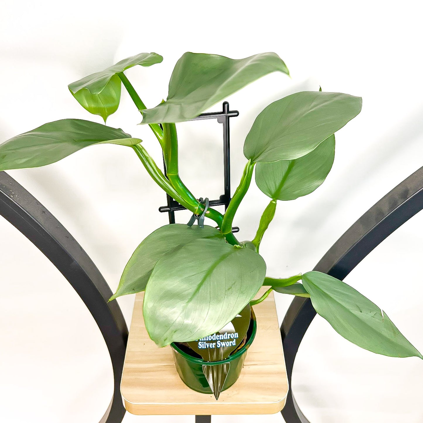 Philodendron Silver Sword