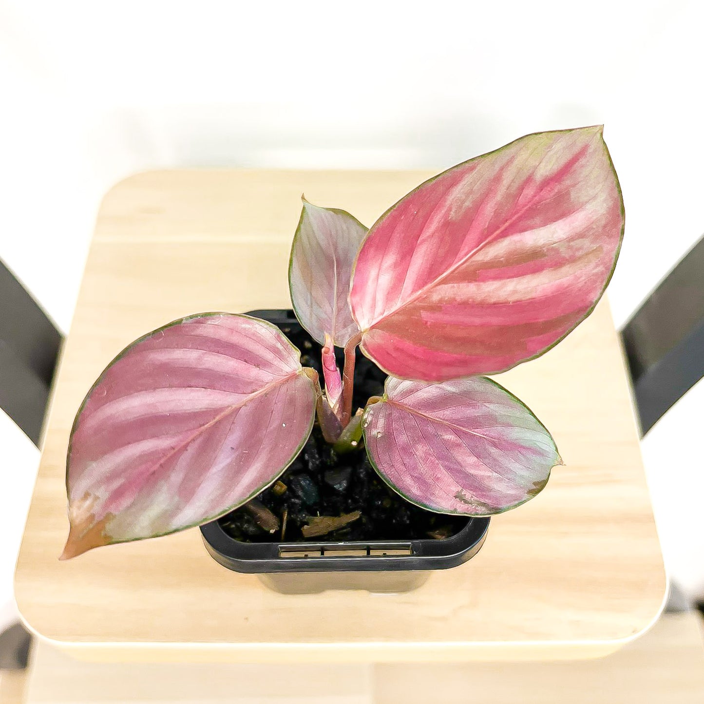 Calathea Silver Plate