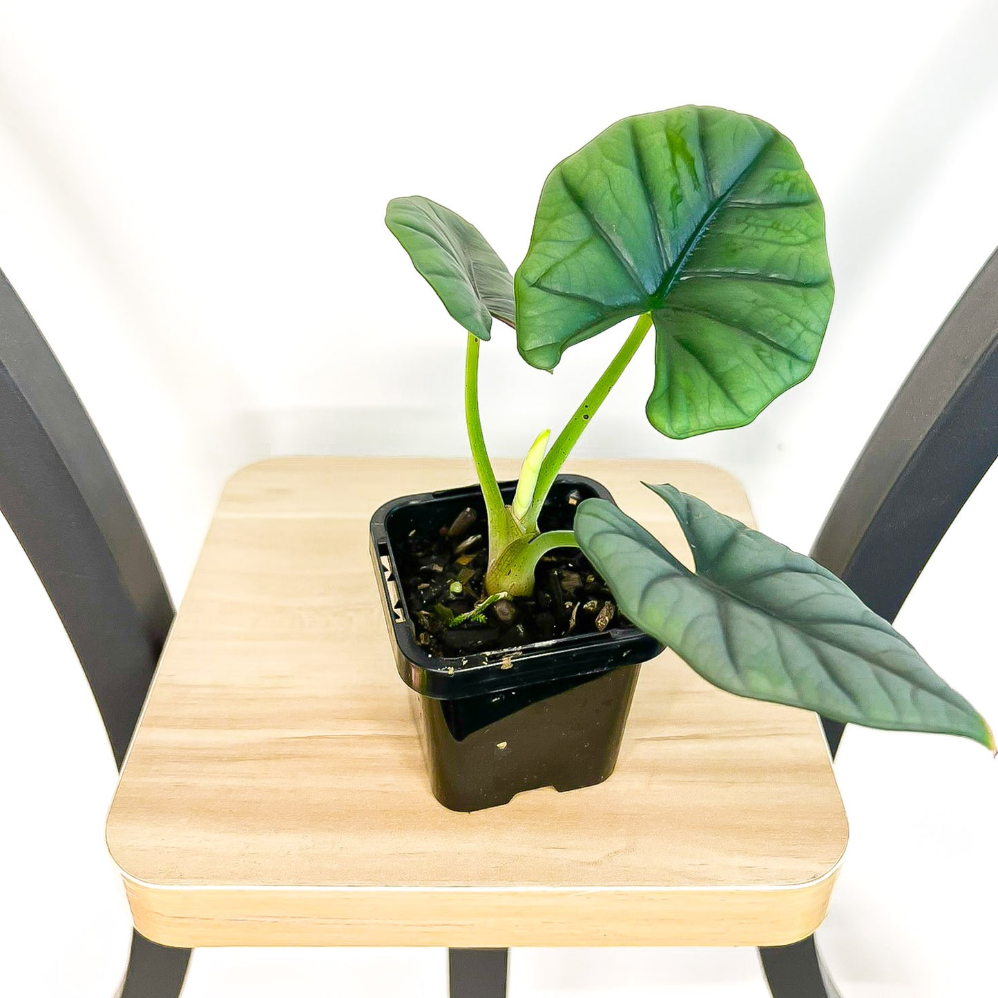 Alocasia Elaine