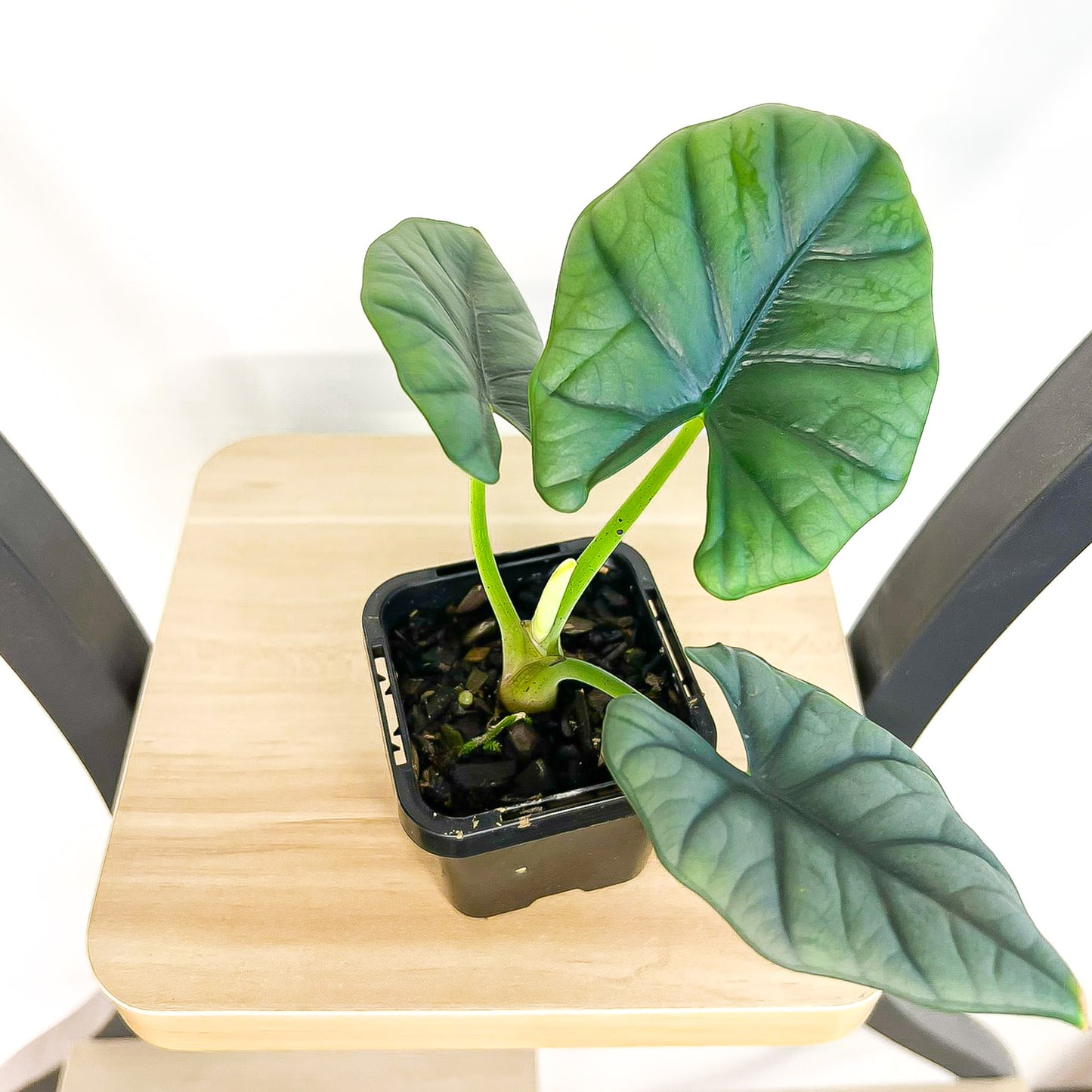 Alocasia Elaine