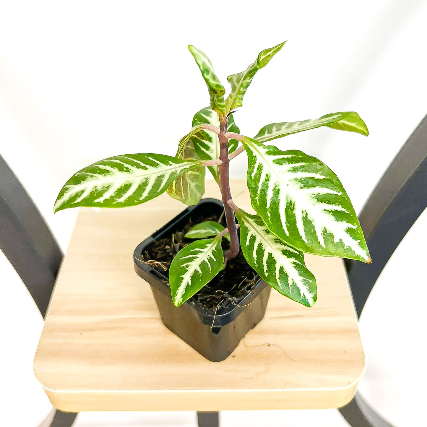 Aphelandra Snow White Zebra Plant