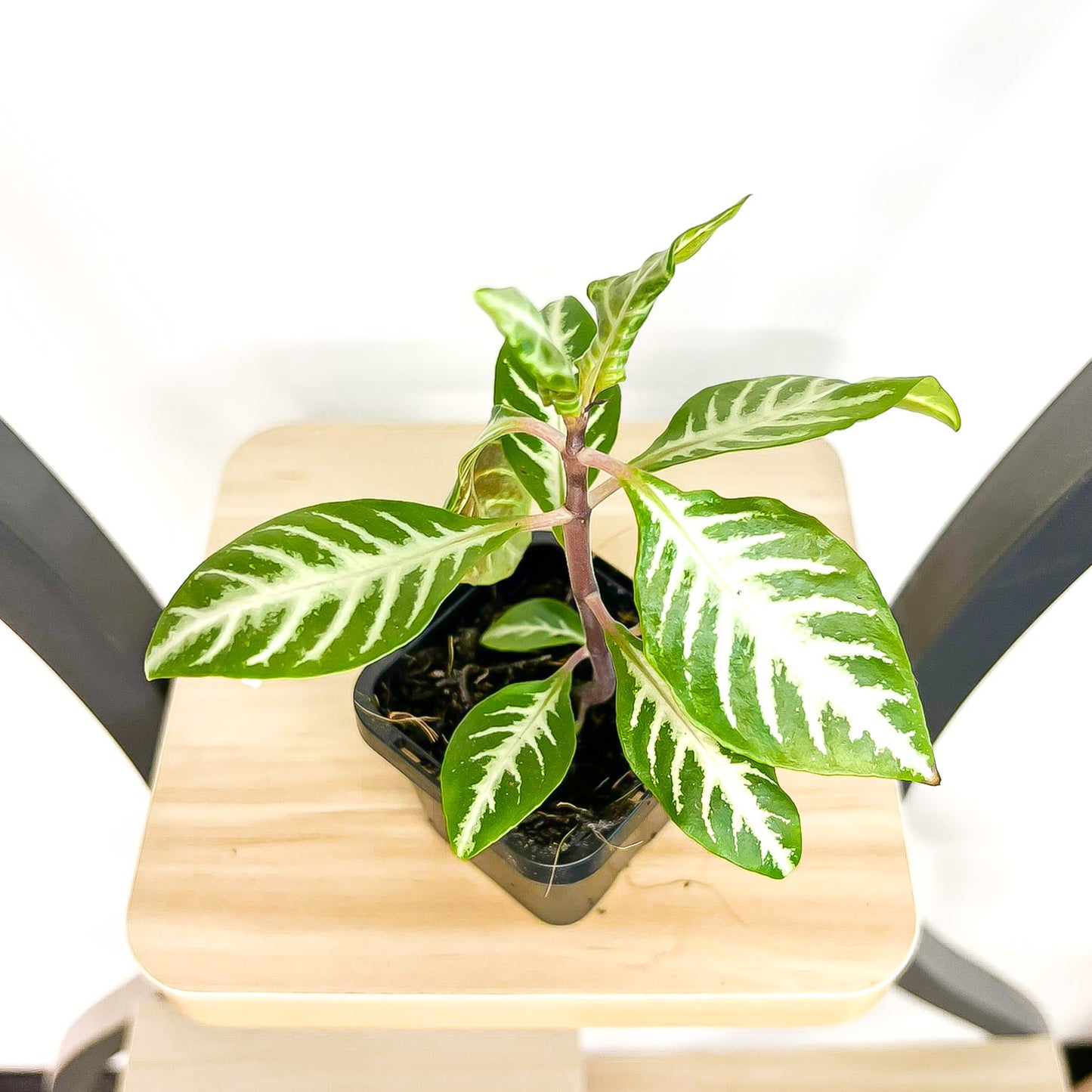 Aphelandra Snow White Zebra Plant