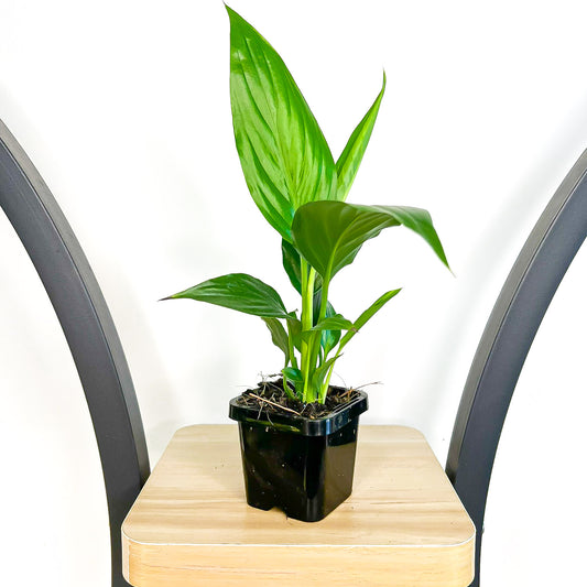 Spathiphyllum Sweet Romano Peace Lily