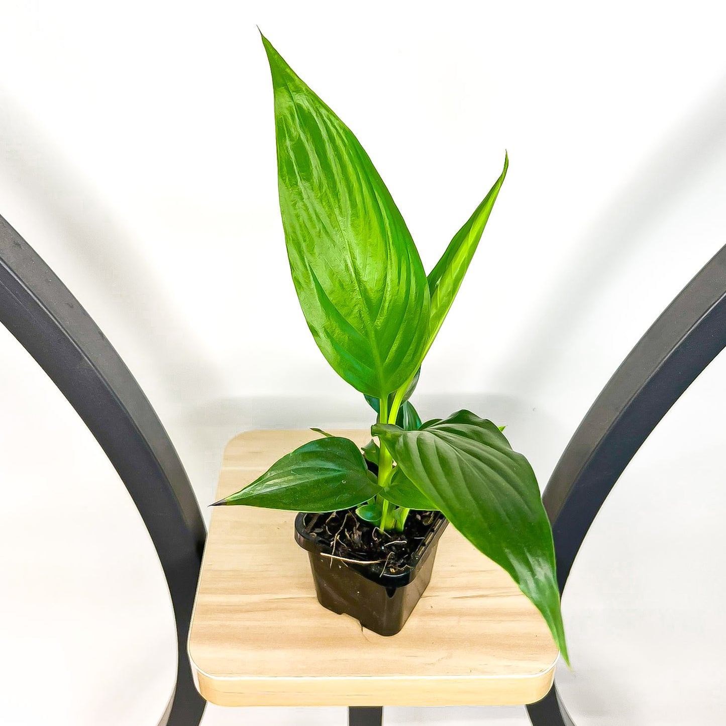 Spathiphyllum Sweet Romano Peace Lily