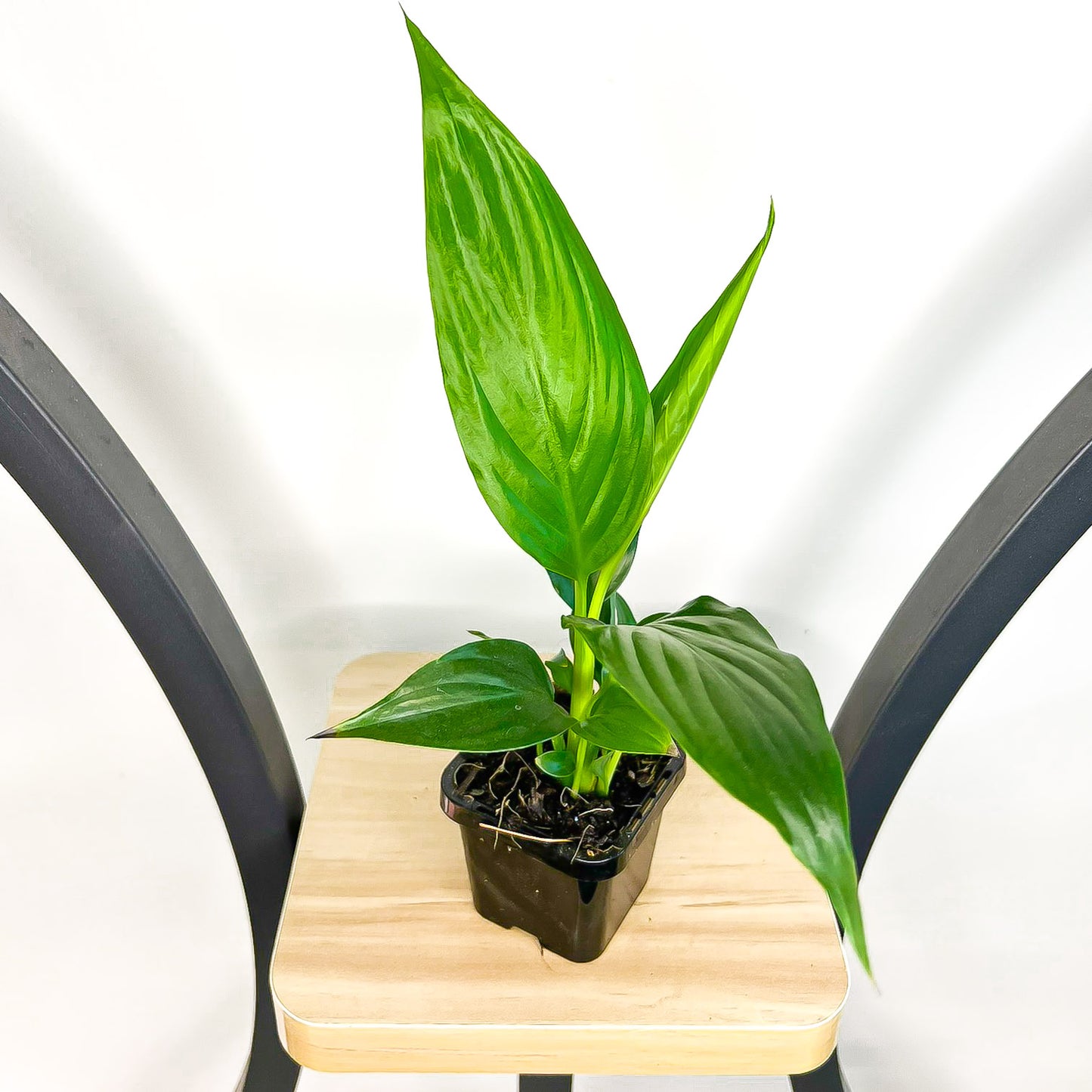 Spathiphyllum Sweet Romano Peace Lily