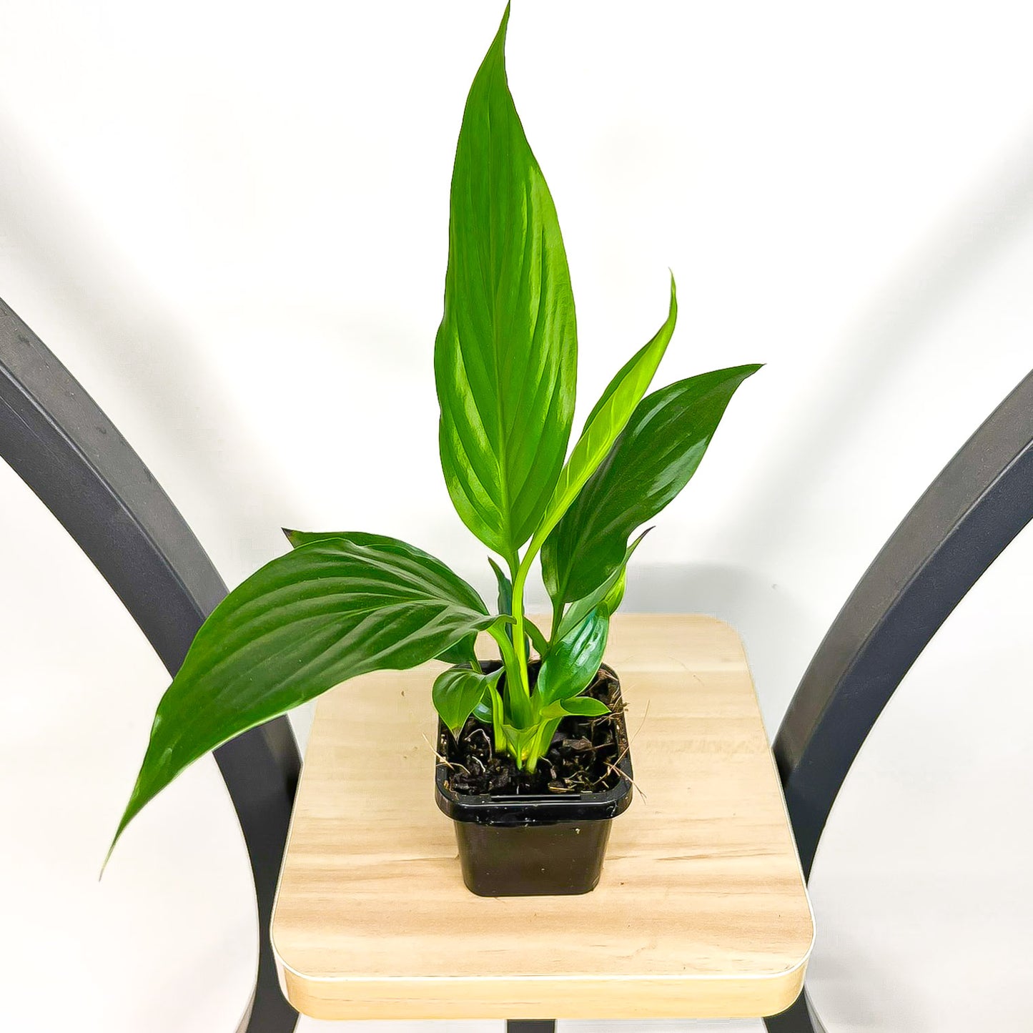 Spathiphyllum Sweet Romano Peace Lily